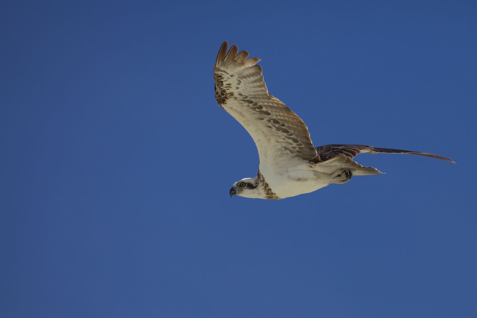 Canon EF 500mm F4L IS USM sample photo. Bird, osprey, indonesia photography