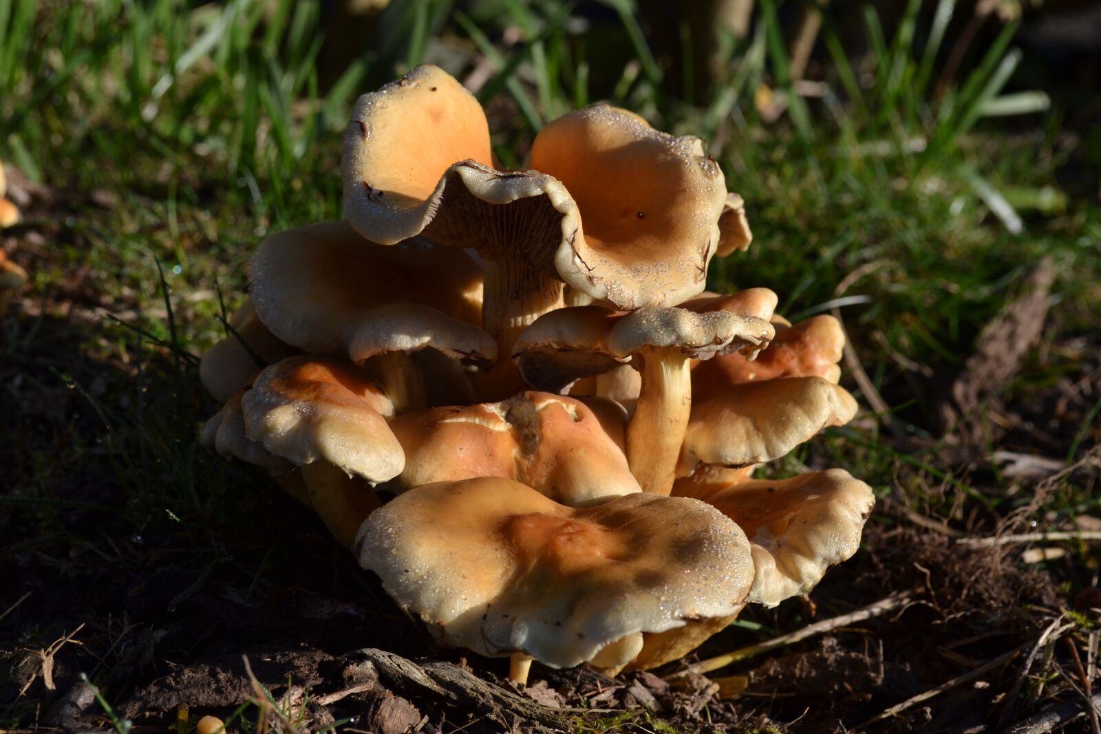 Nikon D3100 sample photo. Mushrooms, fungi, fungi autumn photography