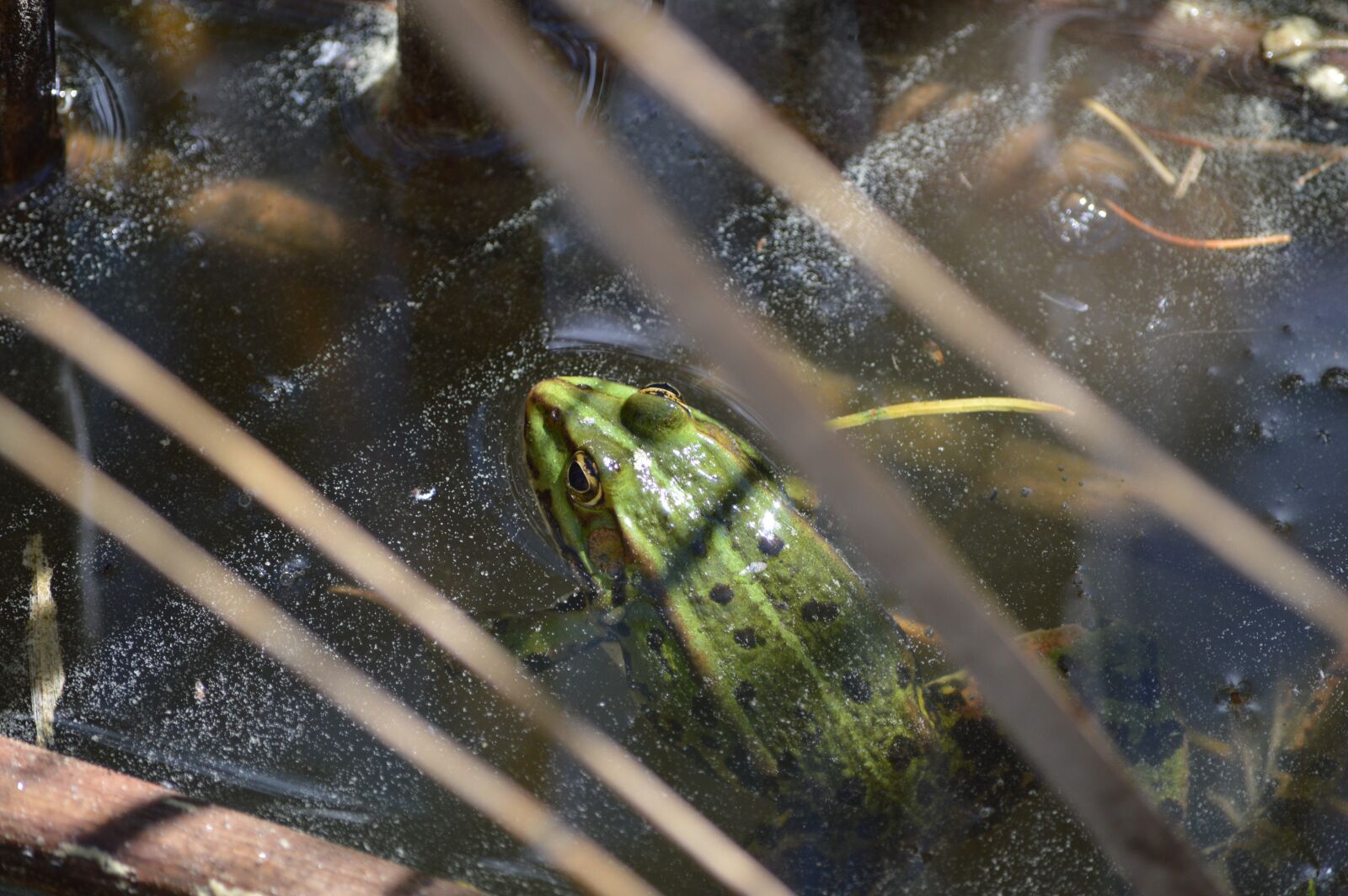 Nikon D3200 sample photo. Frog, insect, animal photography