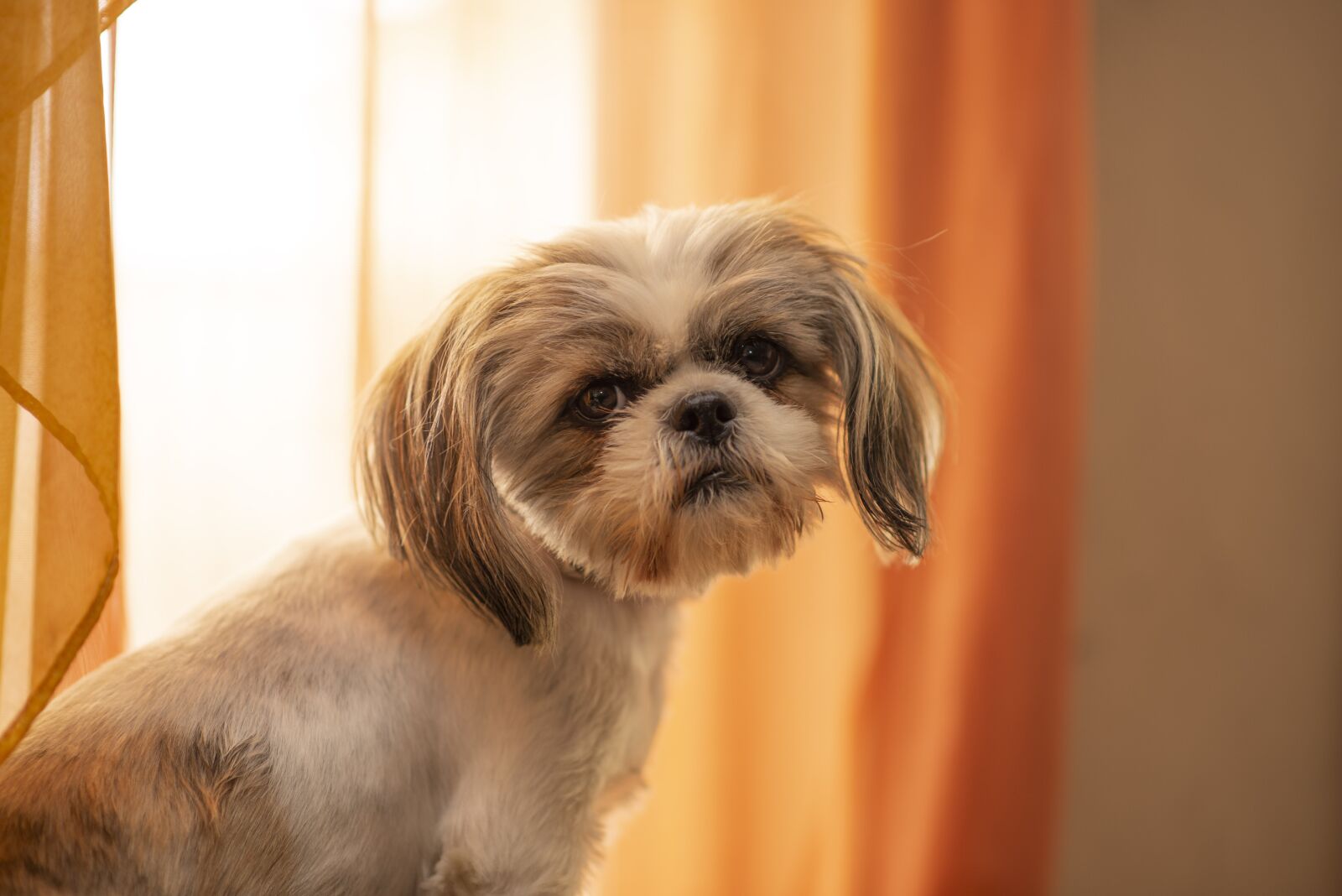 Nikon D600 sample photo. Dog, jitzu, pet photography
