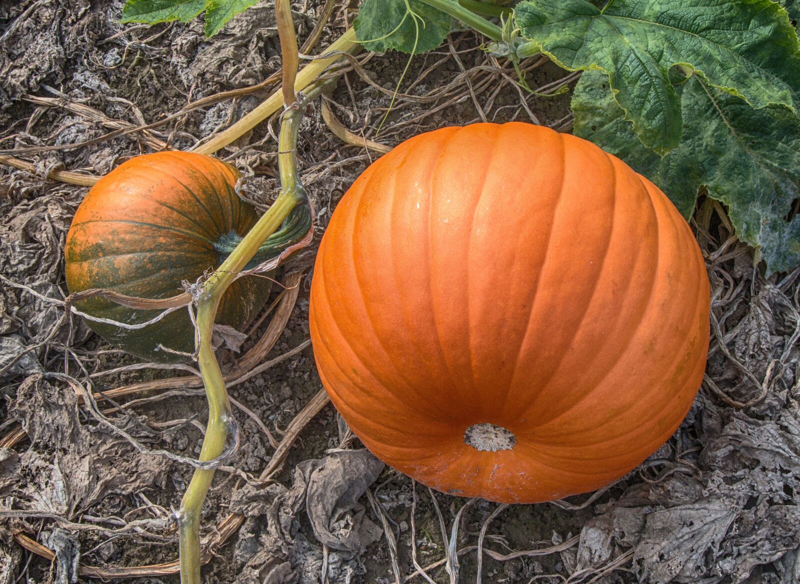 Canon EOS 70D + Canon EF 24-105mm F4L IS USM sample photo. Pumpkin, autumn, vegetables photography