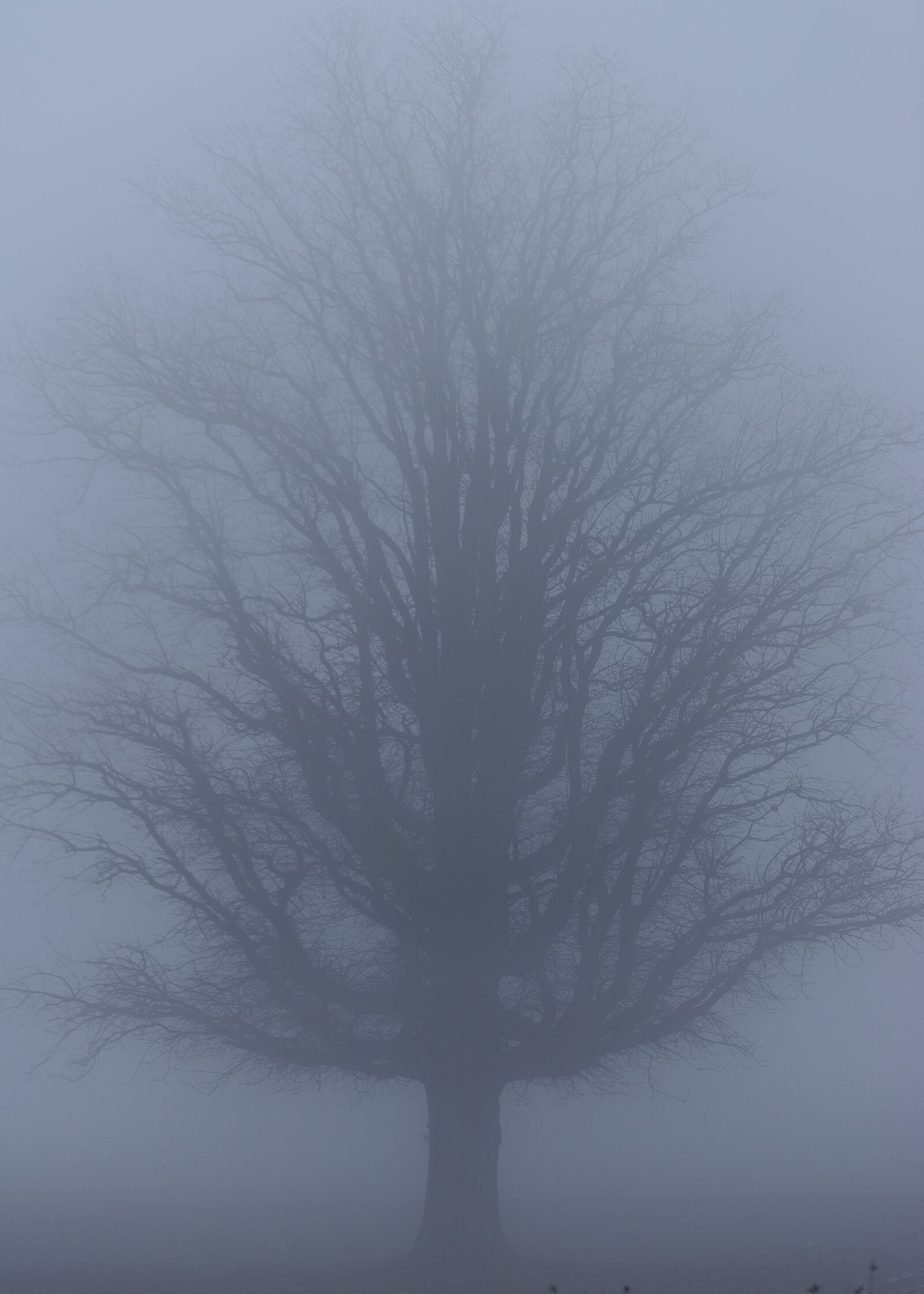 Tamron SP 70-200mm F2.8 Di VC USD sample photo. Nature, fog, foggy photography