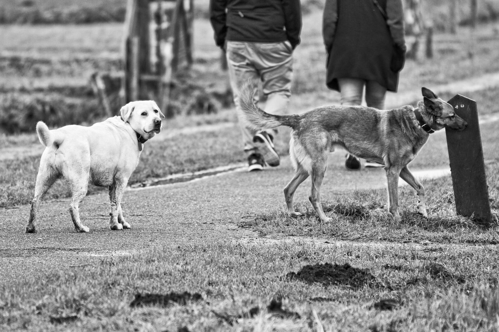 Nikon D90 sample photo. Dog, mammal, animal photography