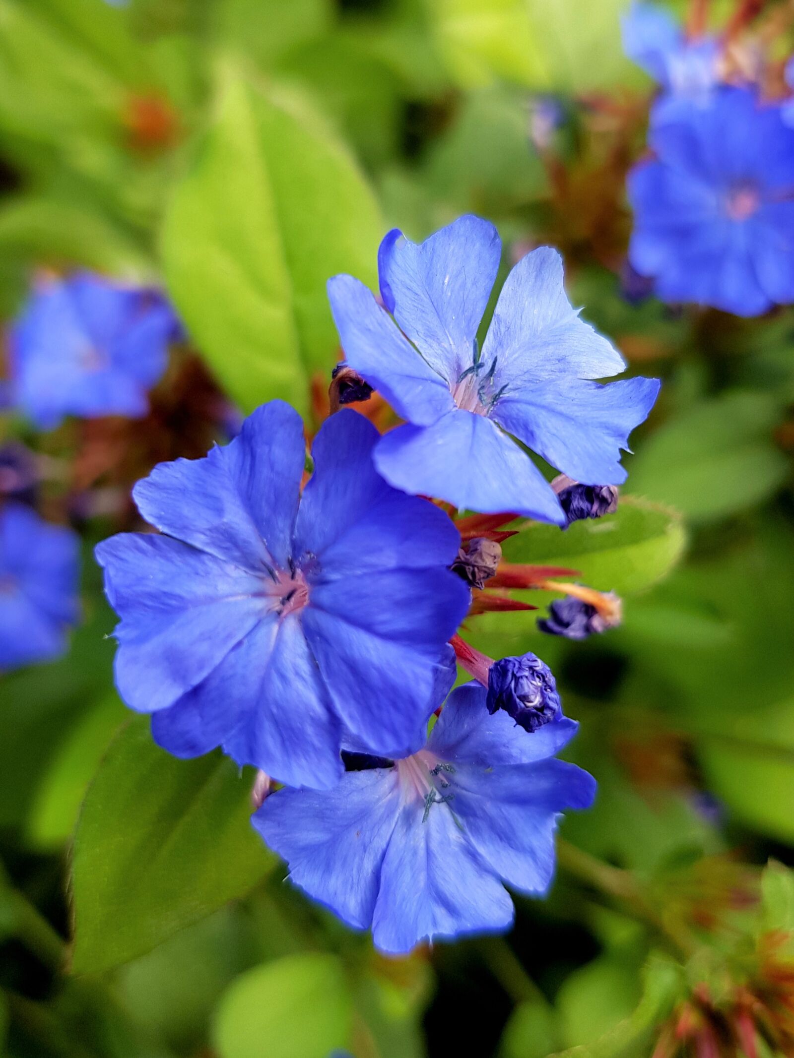 Samsung SM-G955F sample photo. Flowers, blue flowers, flower photography