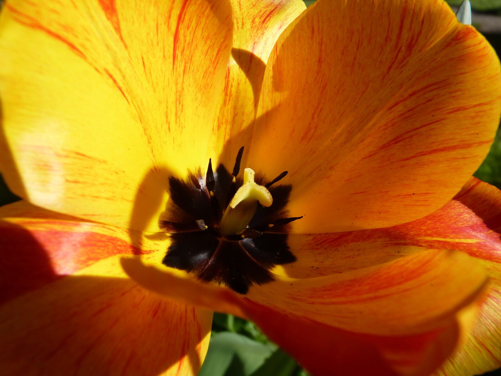 Panasonic Lumix DMC-FZ35 (Lumix DMC-FZ38) sample photo. Flower, yellow, macro photography