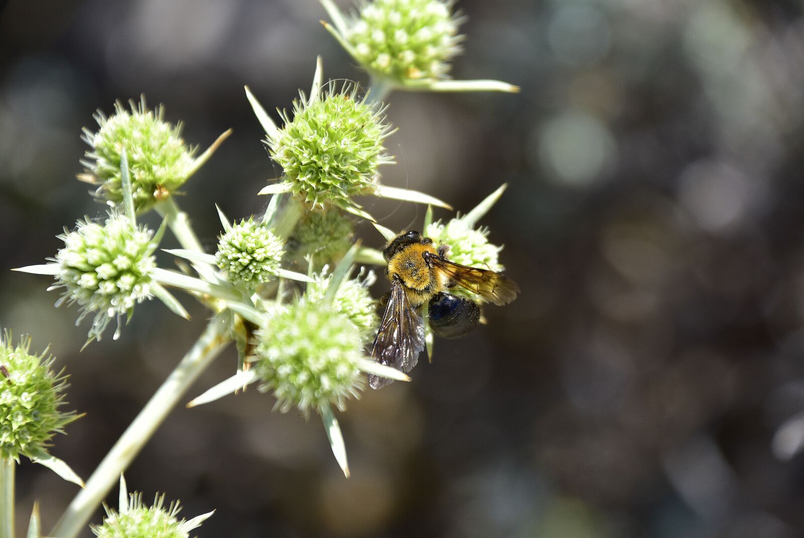 Nikon D7200 sample photo. Plants, garden, insects photography