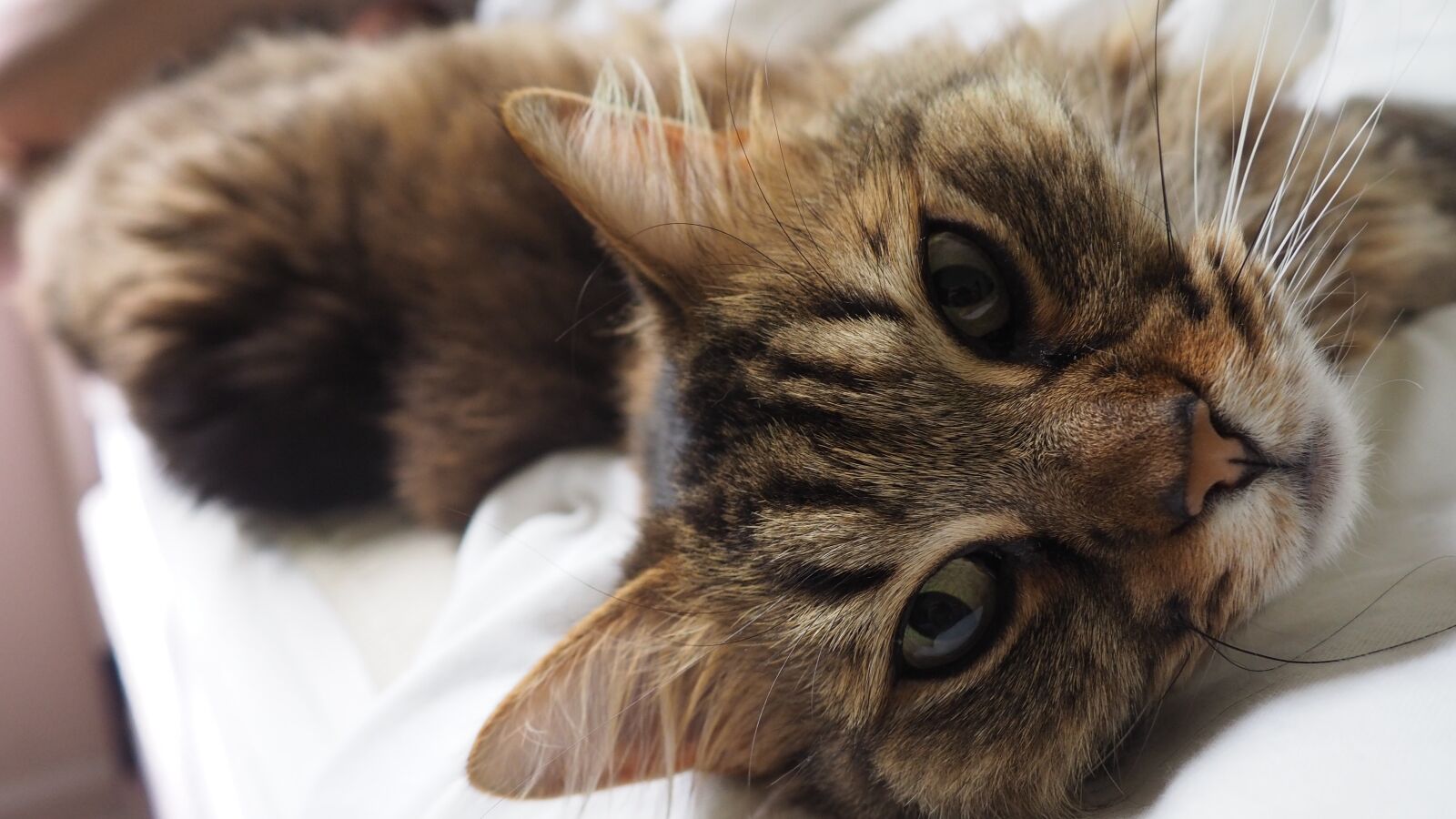Olympus OM-D E-M10 II sample photo. Cat, kitten, feline photography