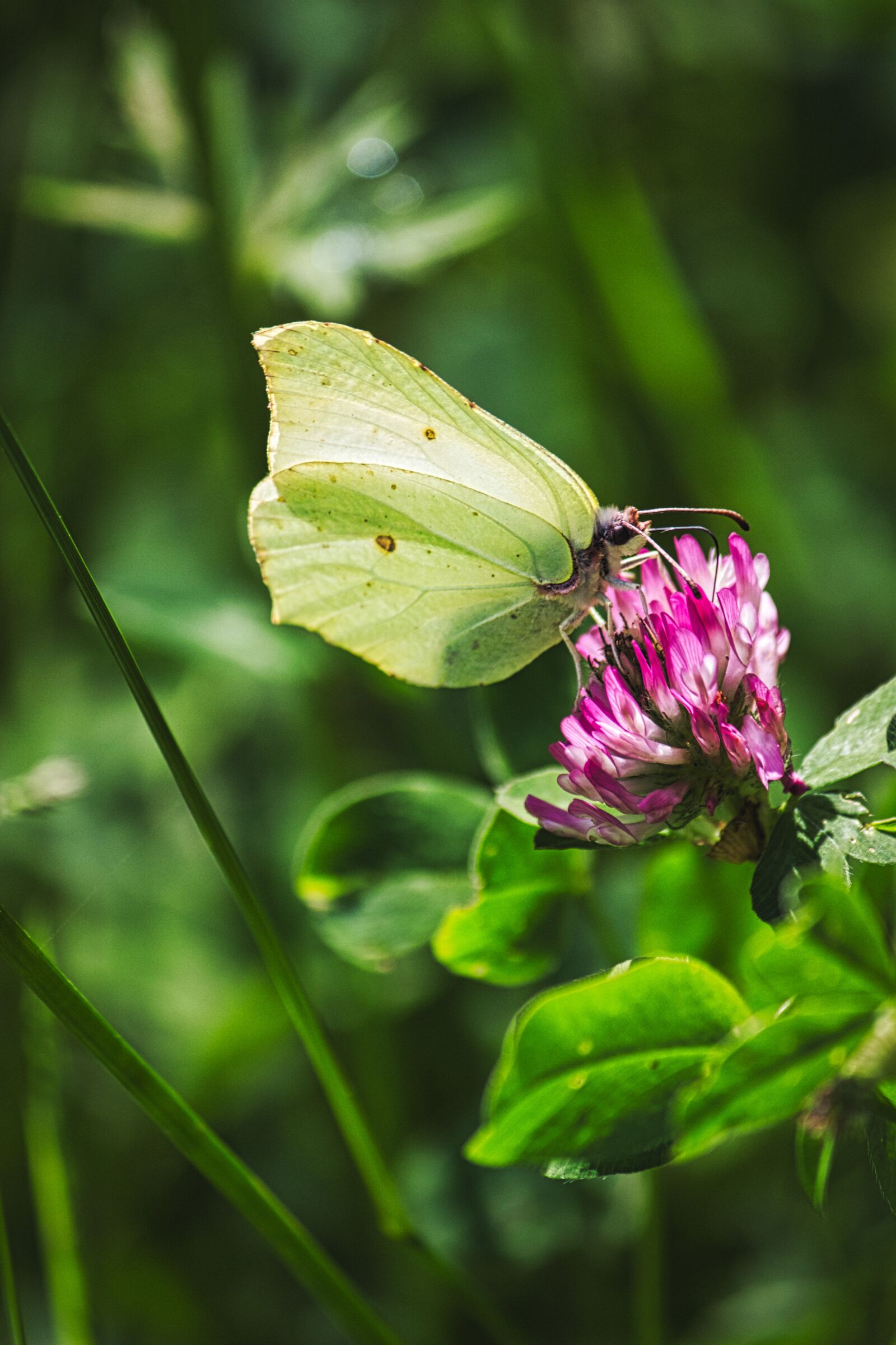 Canon EOS 600D (Rebel EOS T3i / EOS Kiss X5) sample photo. Butterfly, flower, meadow photography