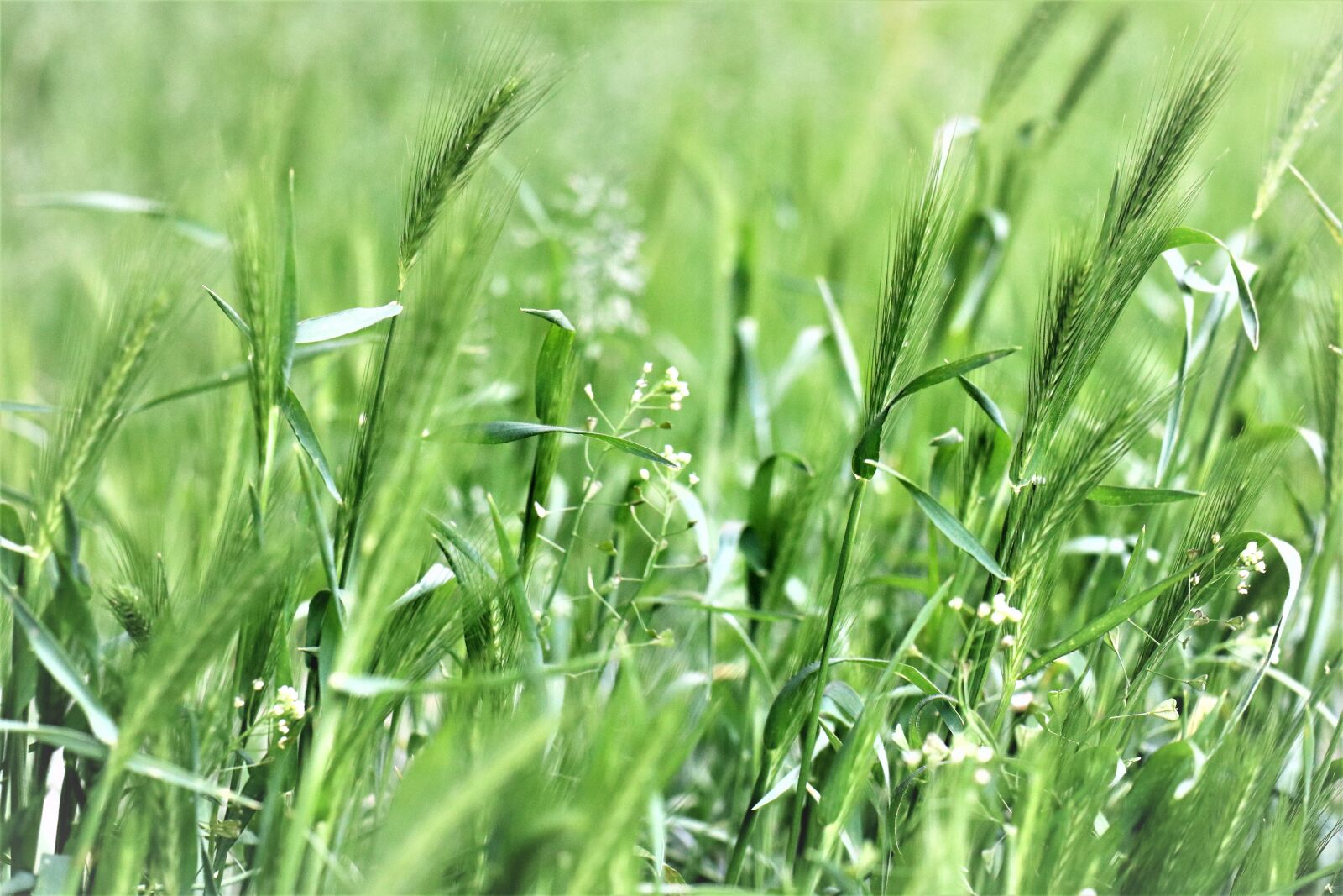 Canon EOS M6 sample photo. Meadow, grass, green photography