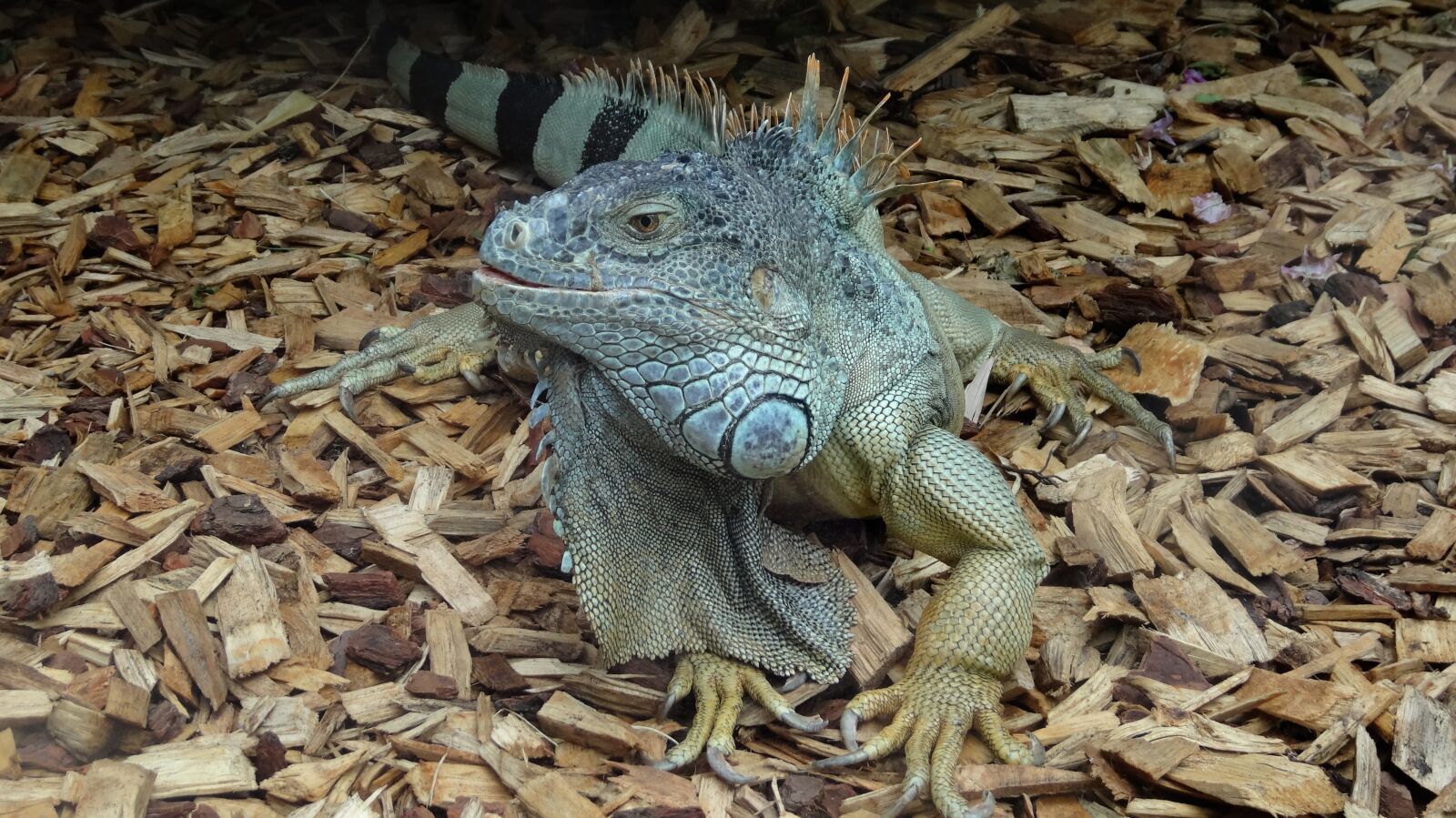 Sony Cyber-shot DSC-HX20V sample photo. Nature, animal, animal world photography