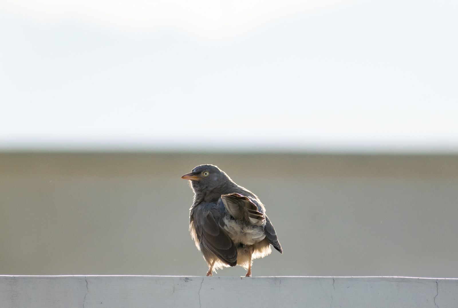 Nikon D3300 sample photo. Bird, sitting, nature photography