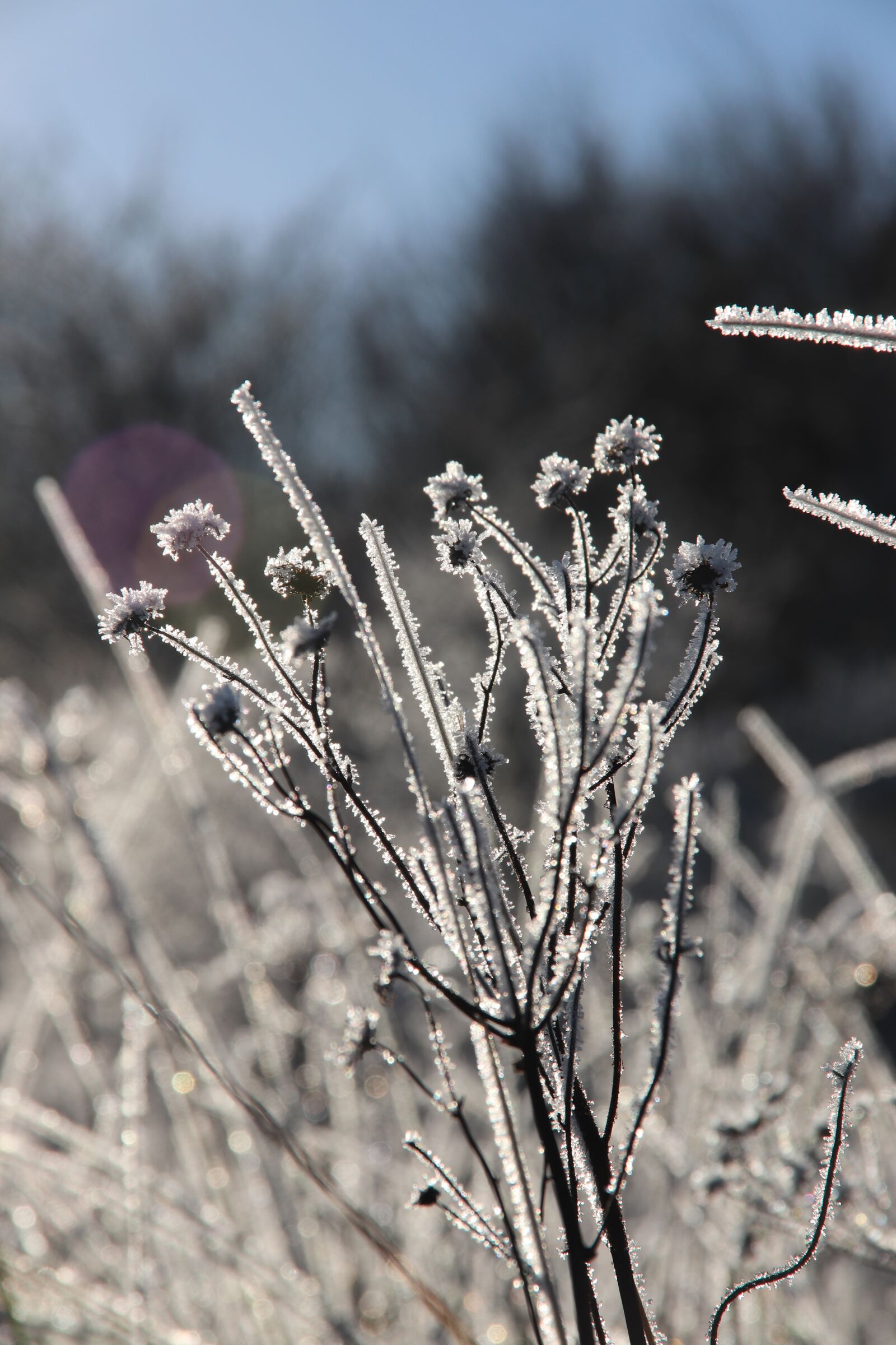 Canon EOS 200D (EOS Rebel SL2 / EOS Kiss X9) sample photo. Frost, nature, winter photography