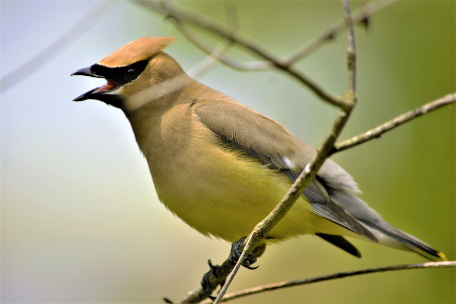 Nikon D7100 sample photo. Bird, cedar waxwing, perched photography