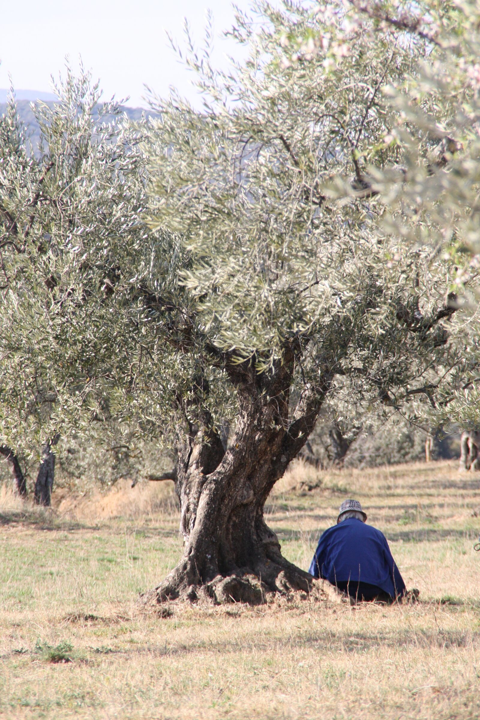Canon EOS 1000D (EOS Digital Rebel XS / EOS Kiss F) sample photo. Tree, person, landscape photography
