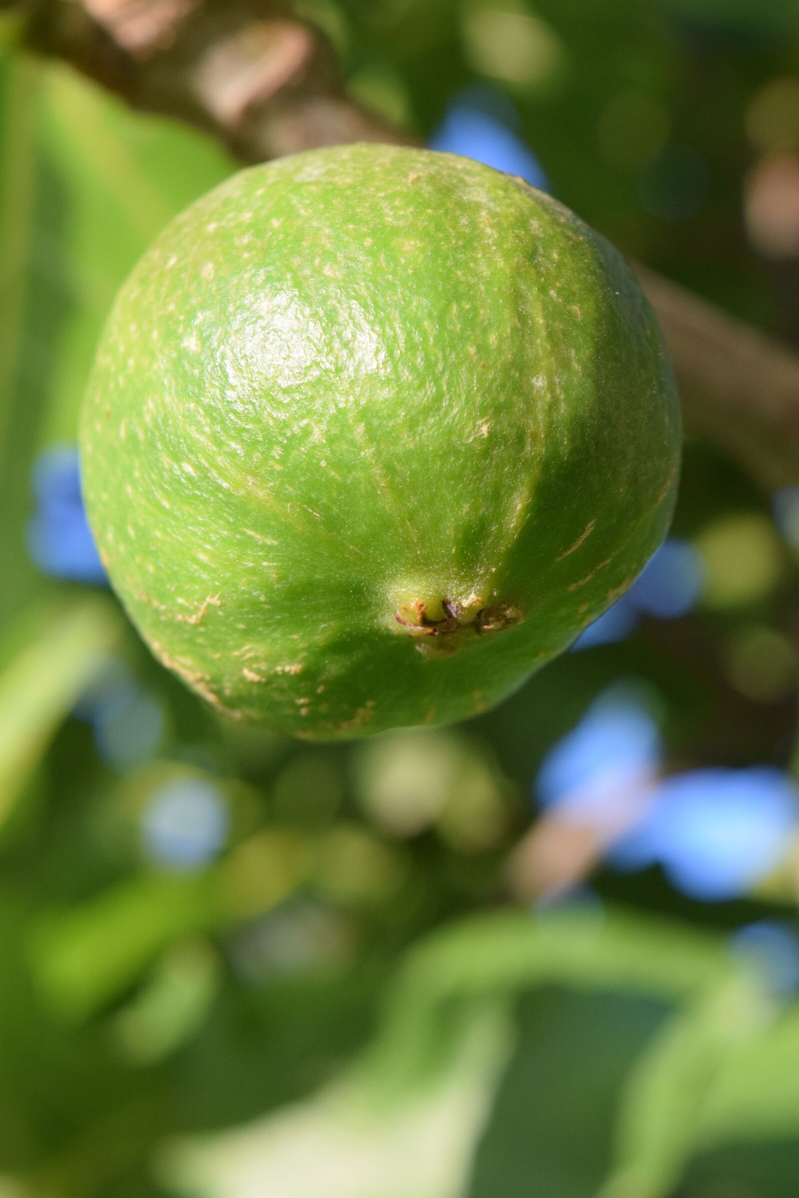Nikon D3300 sample photo. Fig, immature, green photography