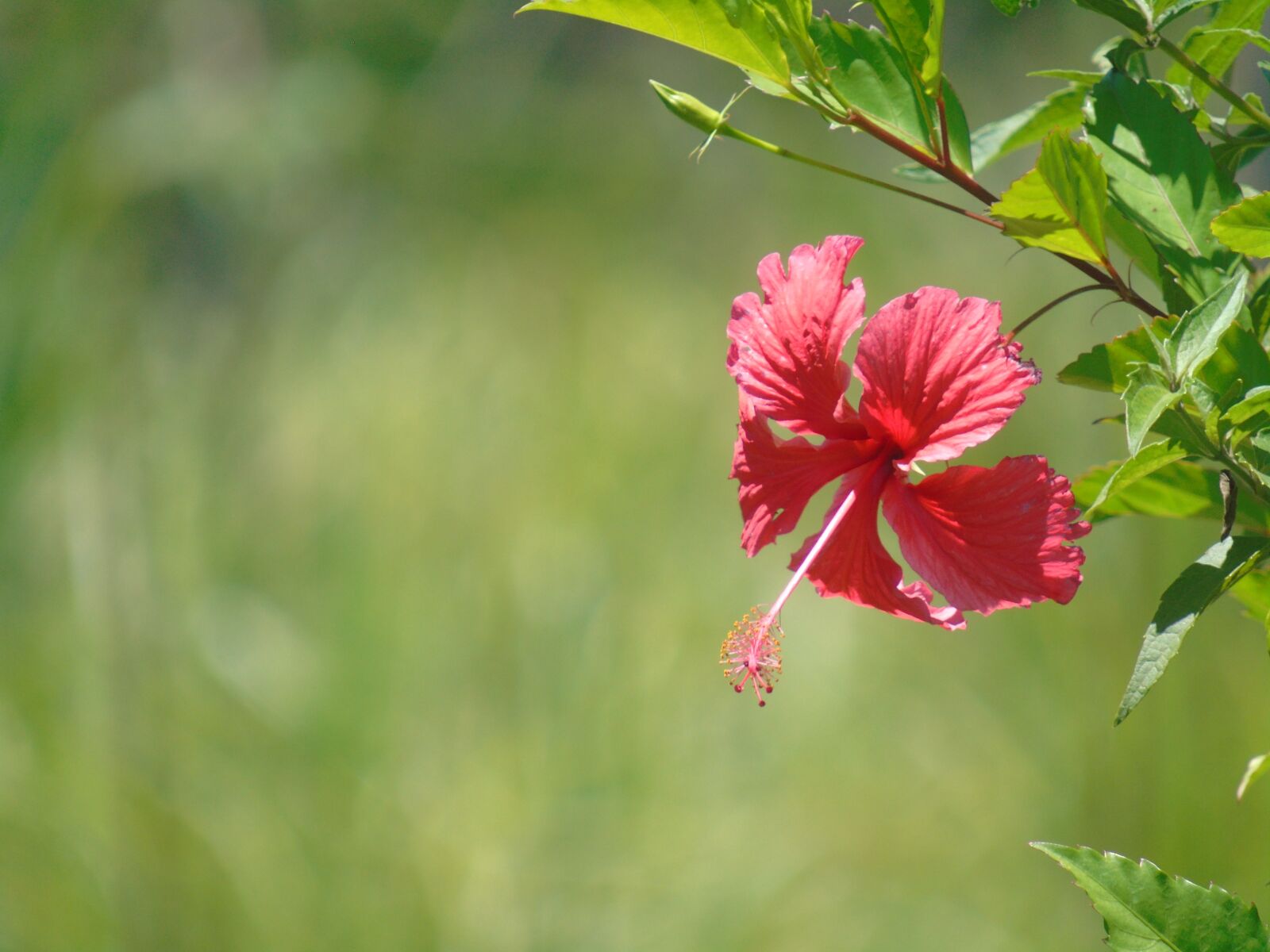 Sony Cyber-shot DSC-H400 sample photo. Flower, nature, plant photography