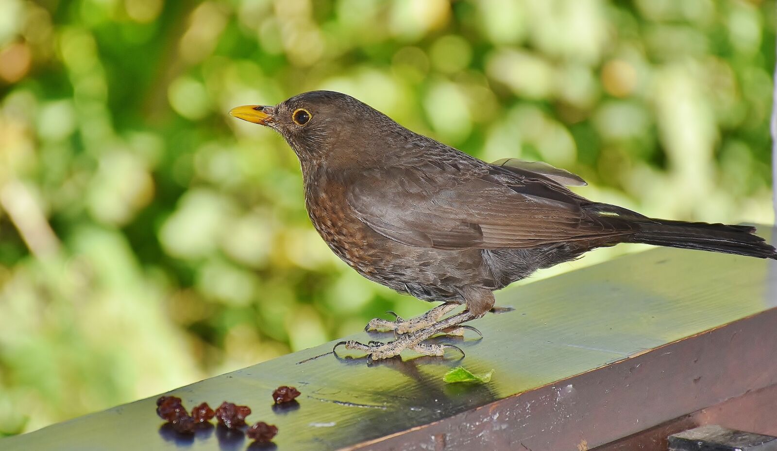 Nikon D7200 sample photo. Blackbird, bird, birds photography