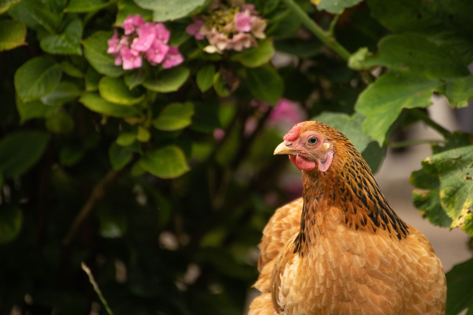 Canon EOS 6D Mark II sample photo. Chicken, garden, farm photography