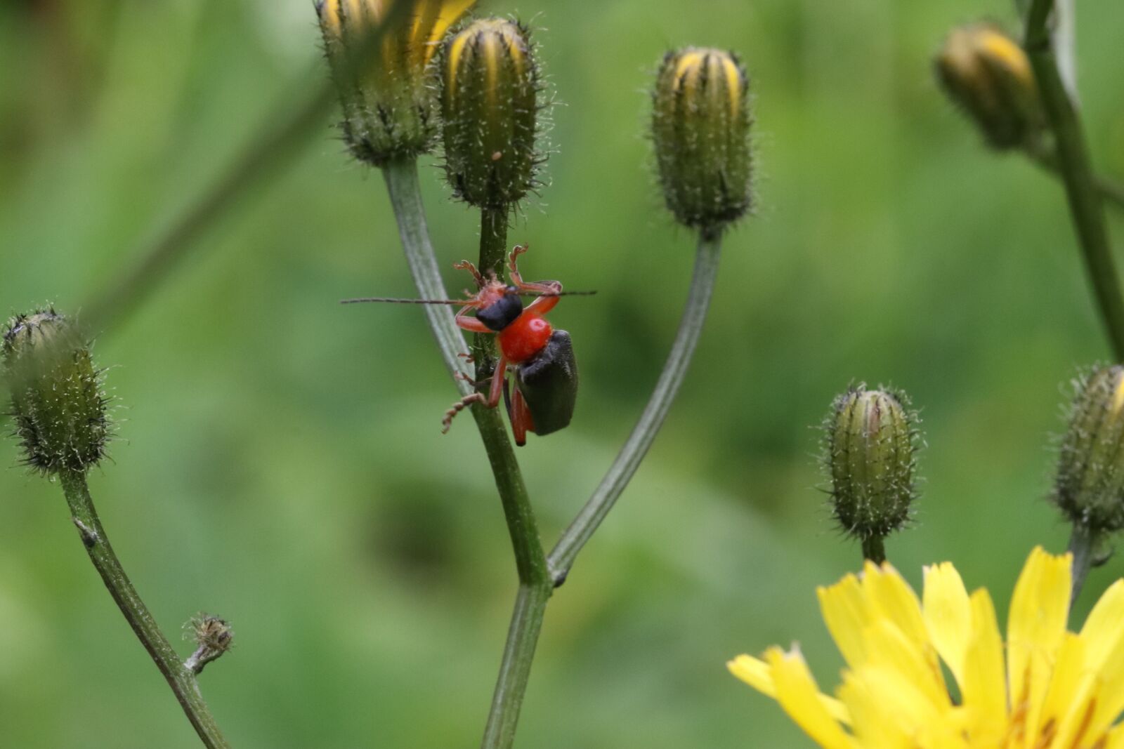 Tamron SP 90mm F2.8 Di VC USD 1:1 Macro sample photo. Beetle, grass, sitting photography