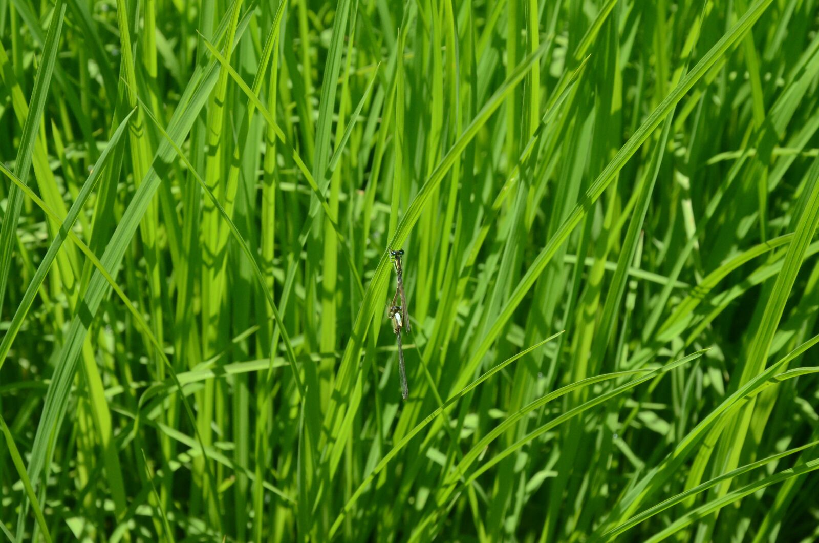 Nikon D7000 sample photo. Dragonfly, insect, grass photography