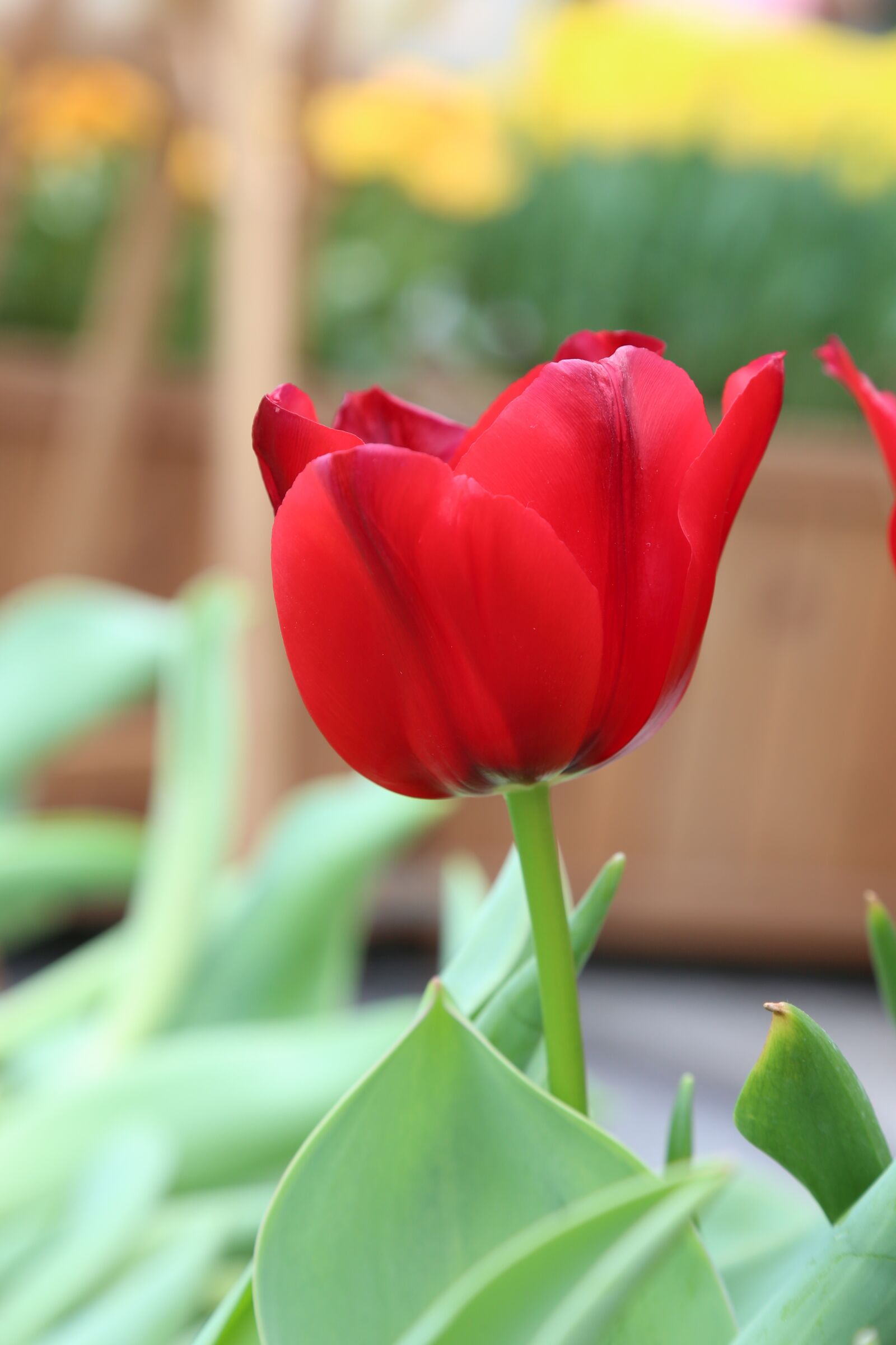 Canon EF 24-105mm F4L IS USM sample photo. Tulip, flower, red photography