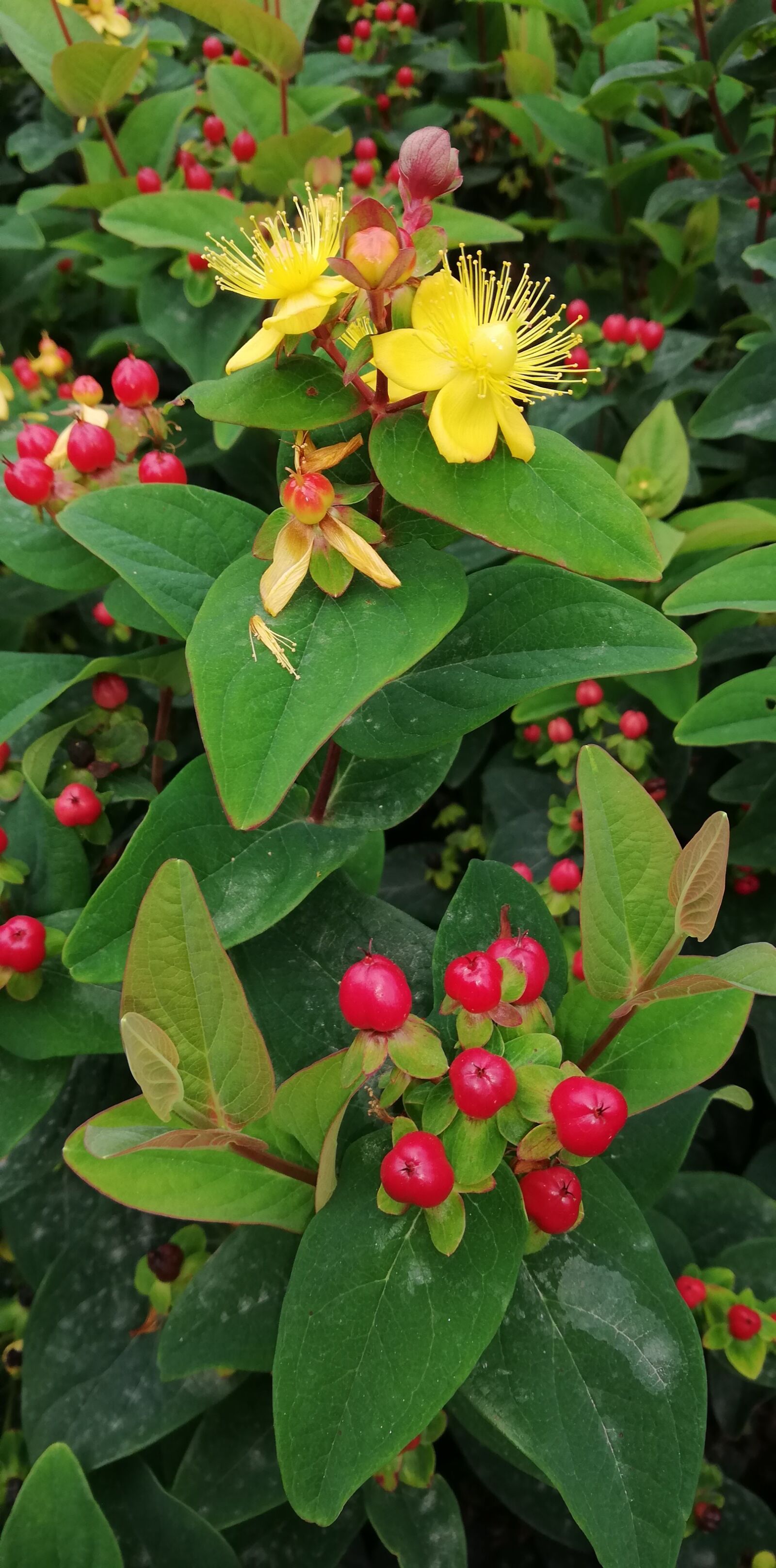 HUAWEI P20 lite sample photo. St john's wort, garden photography