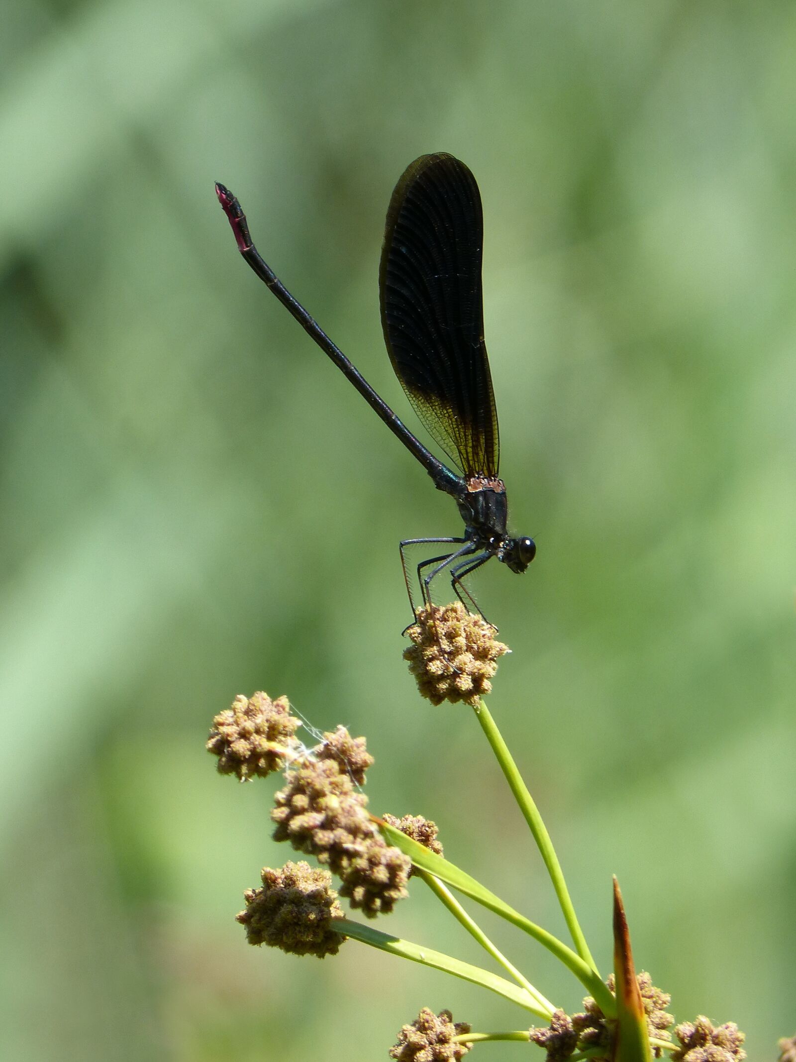 Panasonic DMC-FZ62 sample photo. Calopteryx haemorrhoidalis, black dragonfly photography