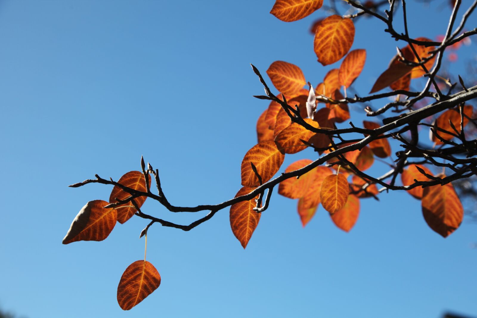 Canon EOS 5D Mark II sample photo. Red, orange, sky photography