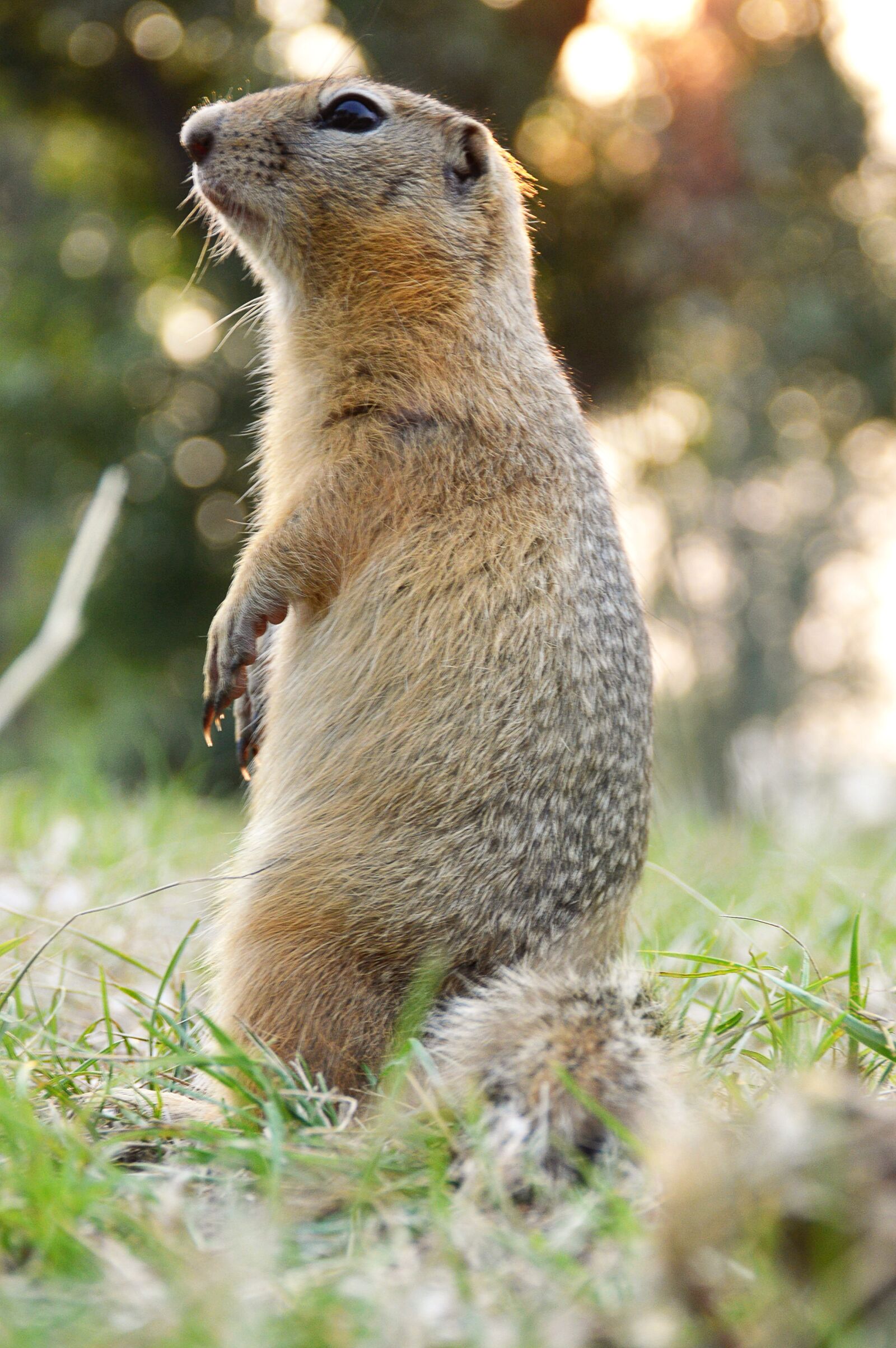 Nikon D3200 sample photo. Marmot, rack, summer photography