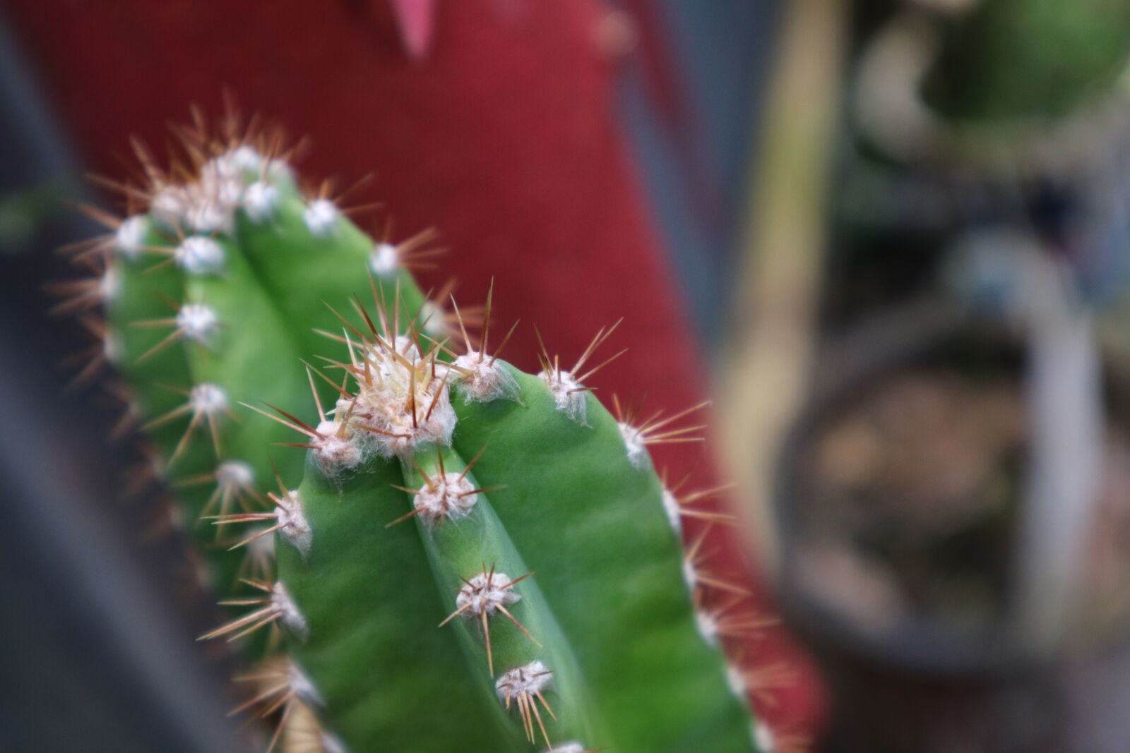 Canon EOS M3 sample photo. Flowers, plants, naturr photography
