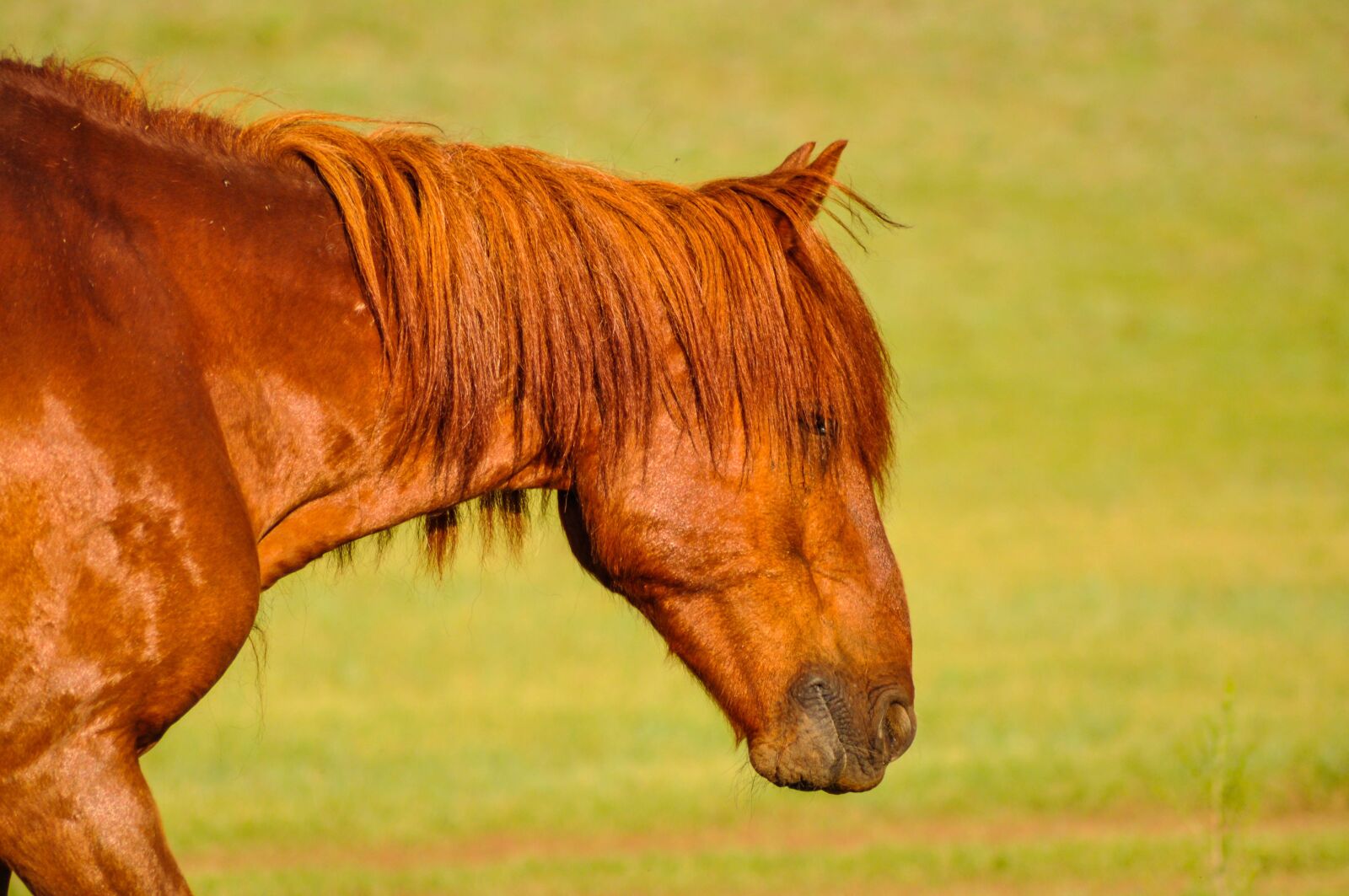 Nikon D90 sample photo. Horse, head, animal photography