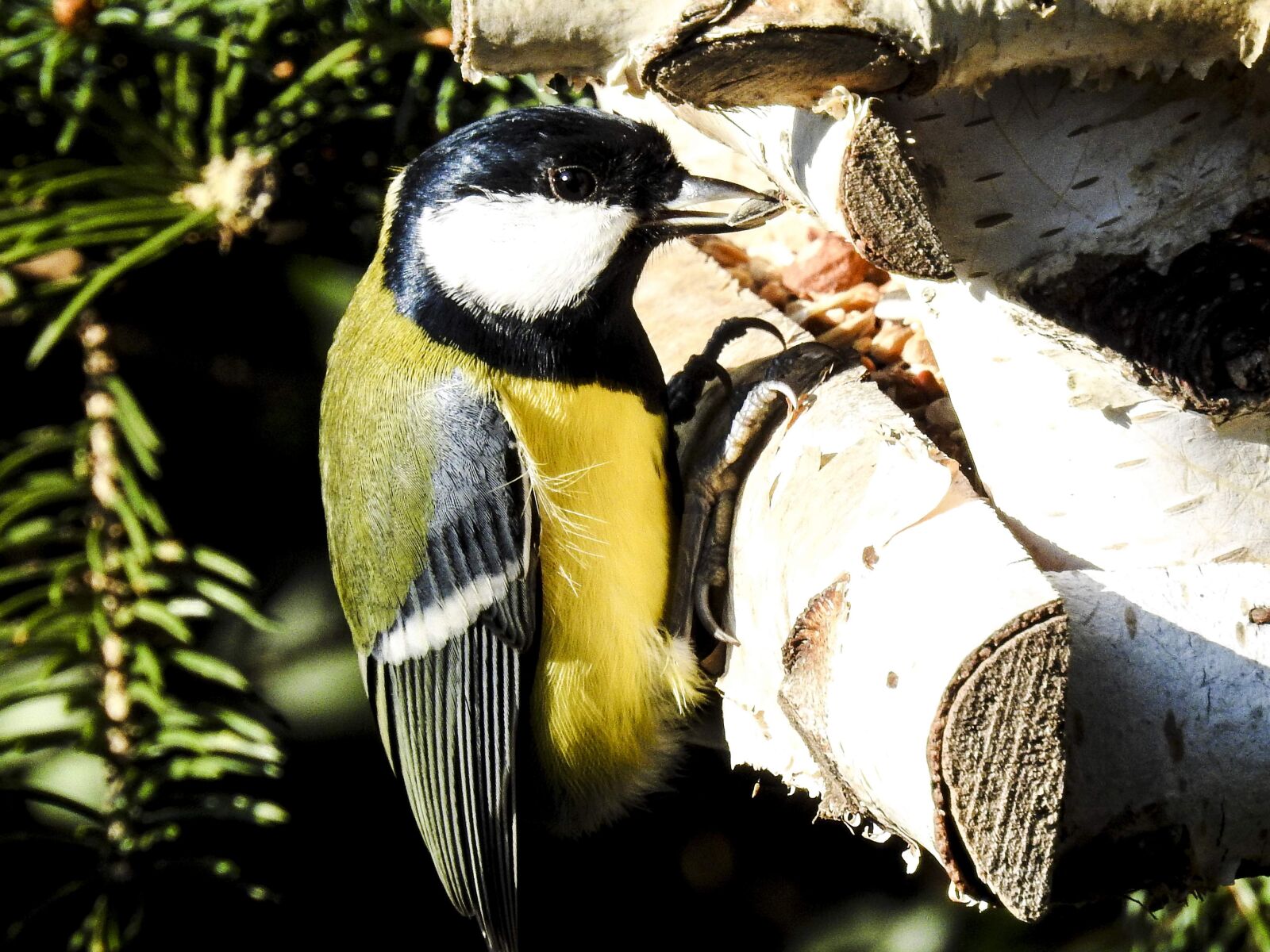 Nikon Coolpix P900 sample photo. Tit, bird, songbird photography