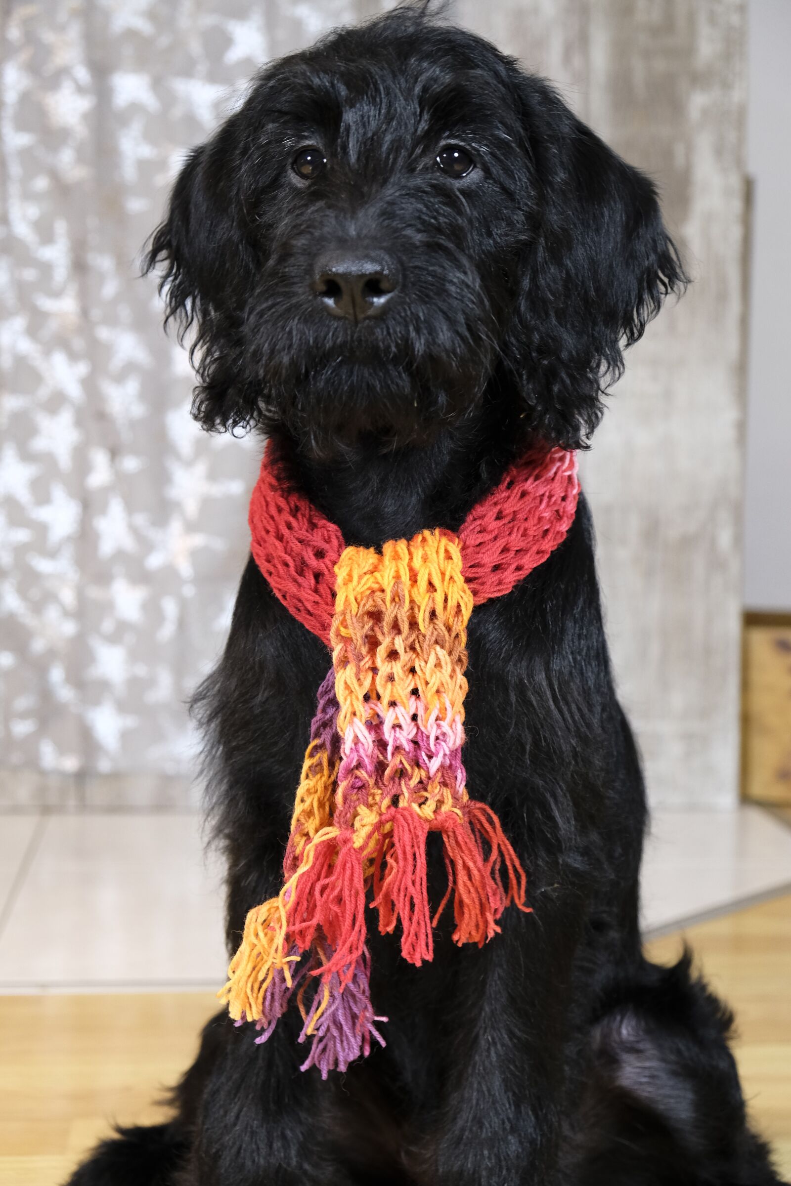 Fujifilm XF 18-55mm F2.8-4 R LM OIS sample photo. Dog, puppy, labradoodle photography