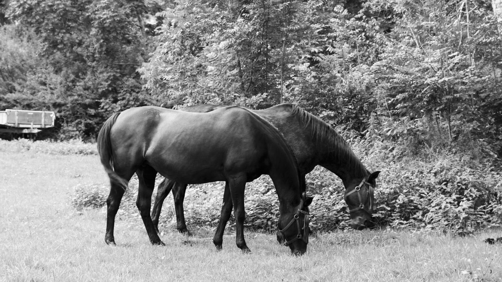 Canon EOS 650D (EOS Rebel T4i / EOS Kiss X6i) sample photo. Horse, eat, graze photography