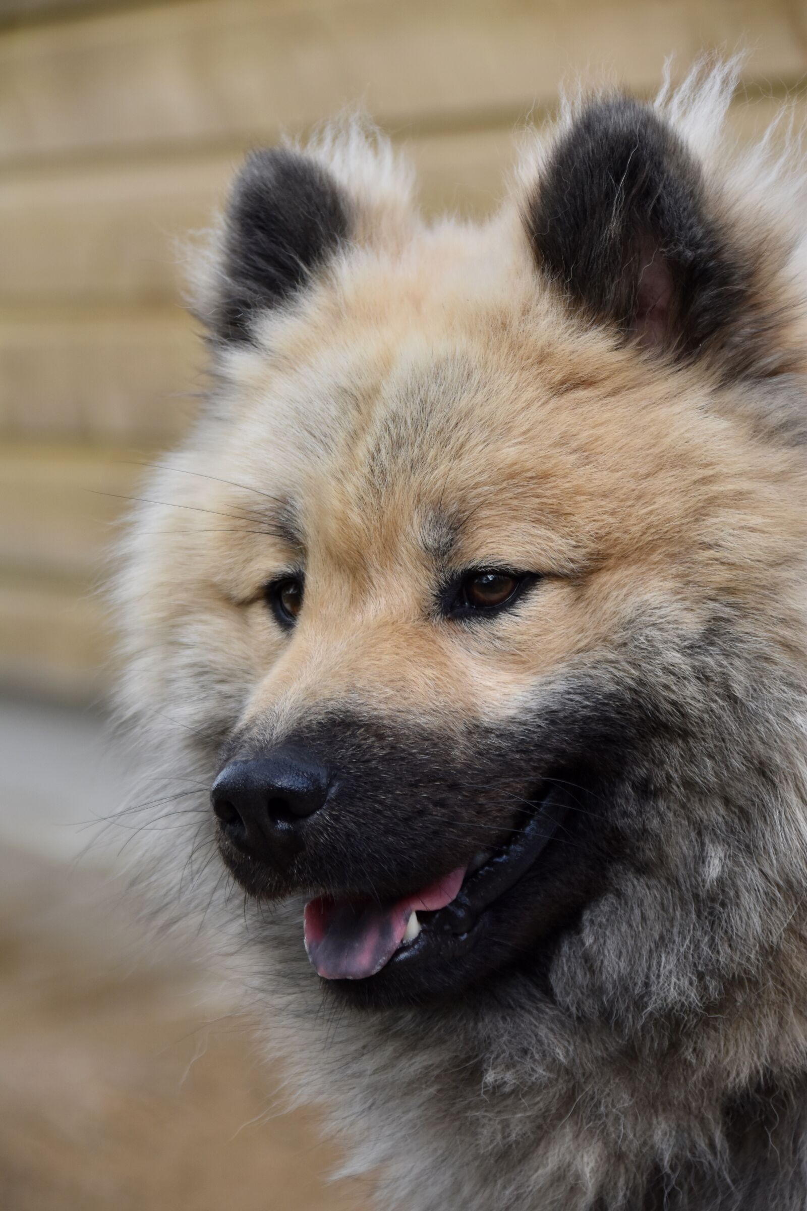 Nikon D5600 sample photo. Dog, dog portrait, dog photography