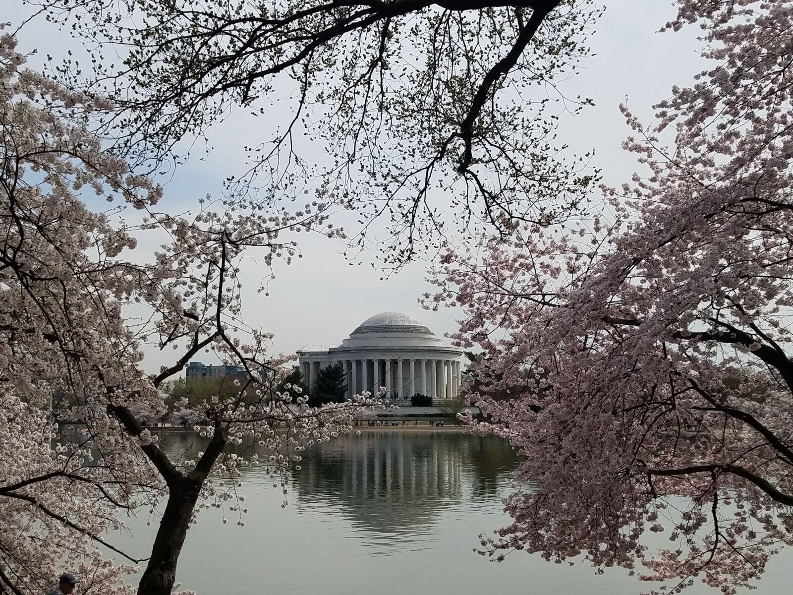 Samsung SM-G930T sample photo. Jefferson memorial, cherry blossoms photography