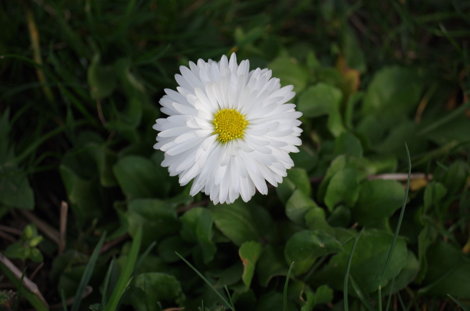 Pentax K-500 sample photo. Daisy, flower, white photography