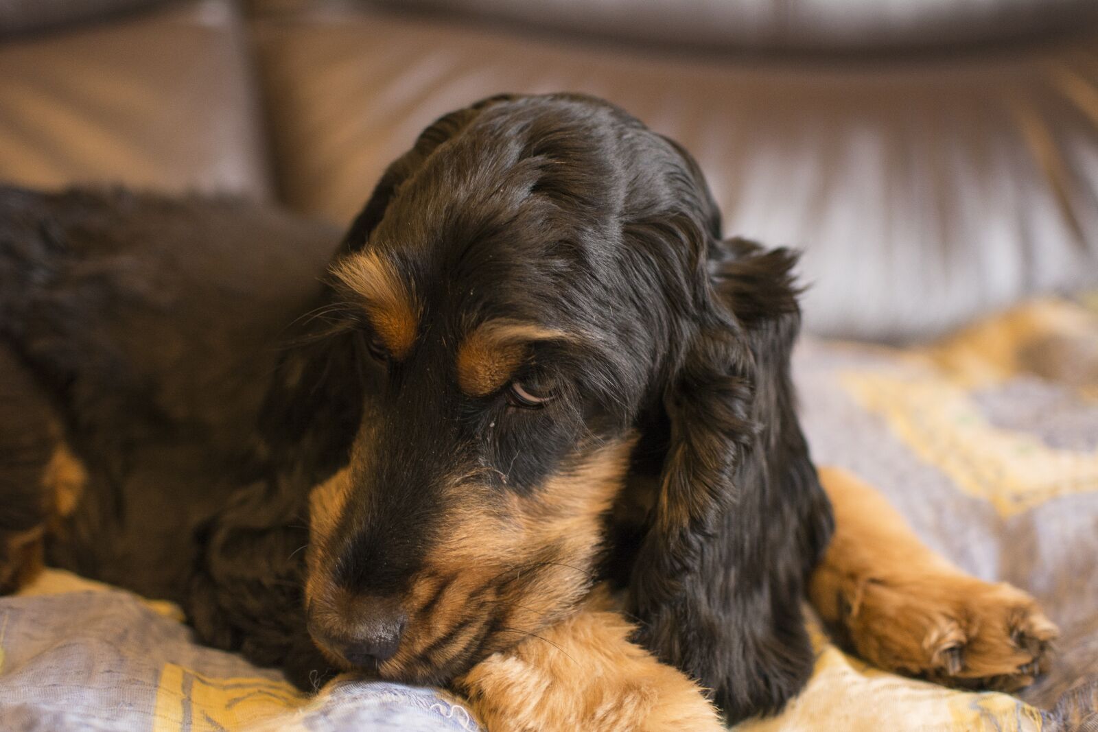 Nikon D5200 sample photo. Dog, animals, cocker spaniel photography