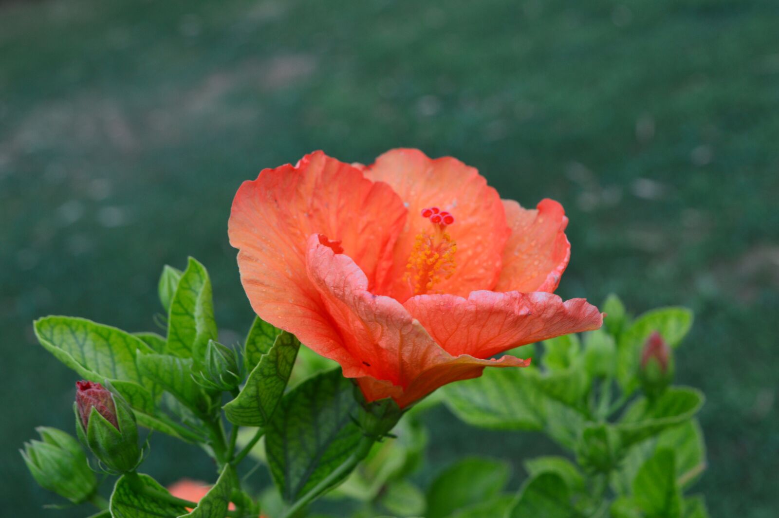 Nikon D3200 sample photo. Flower, nature, plant photography