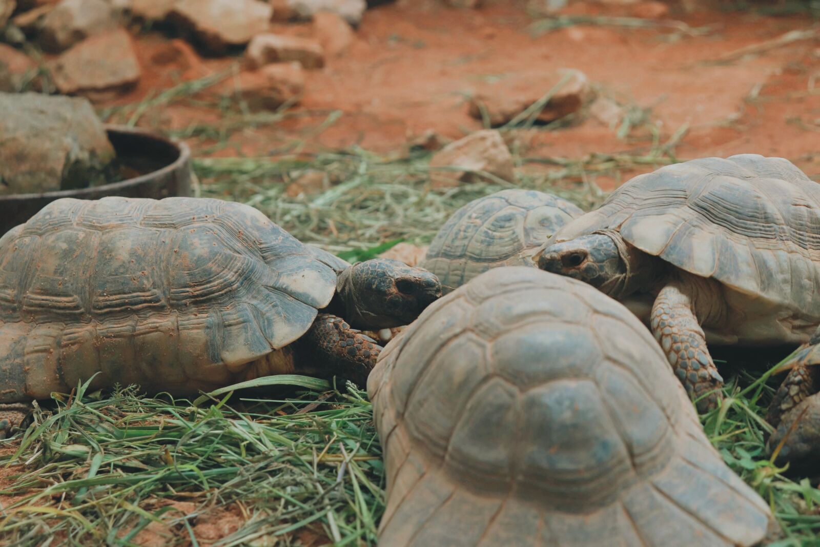 Canon EOS 200D (EOS Rebel SL2 / EOS Kiss X9) sample photo. Turtles, zoo, animals photography