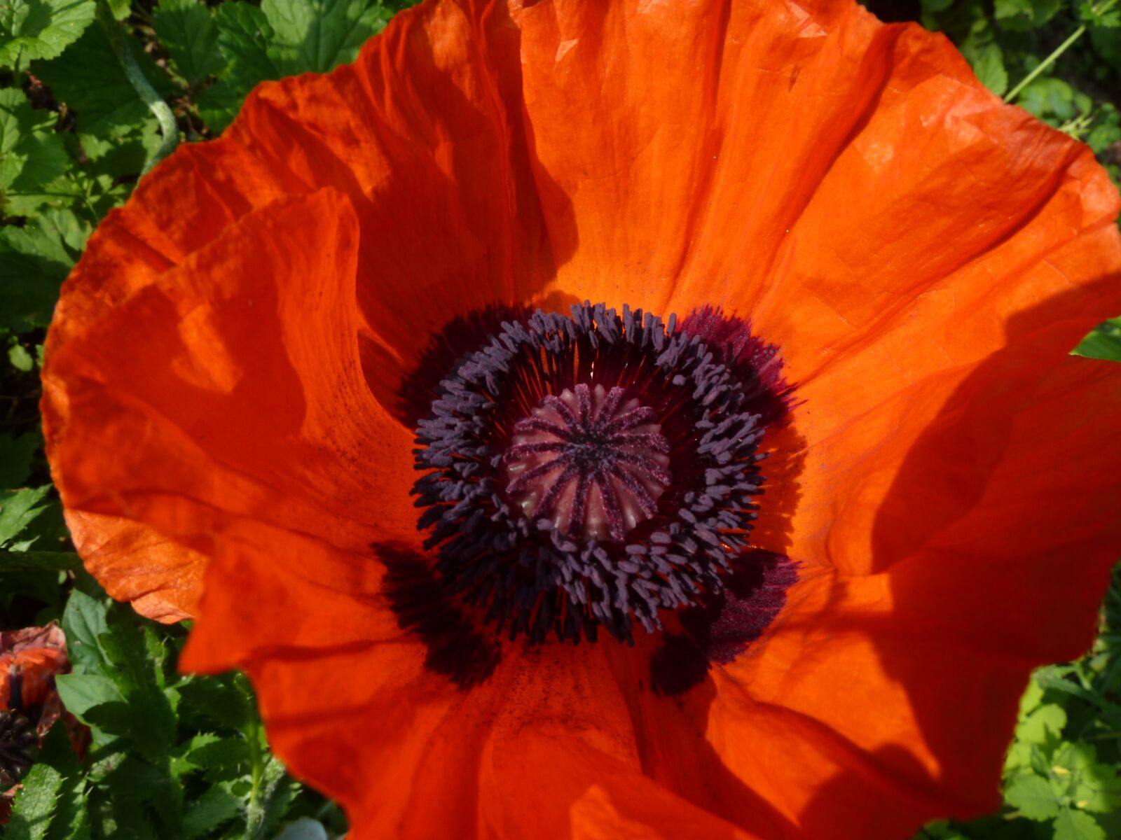 Panasonic Lumix DMC-ZS7 (Lumix DMC-TZ10) sample photo. Poppy, red, red poppy photography