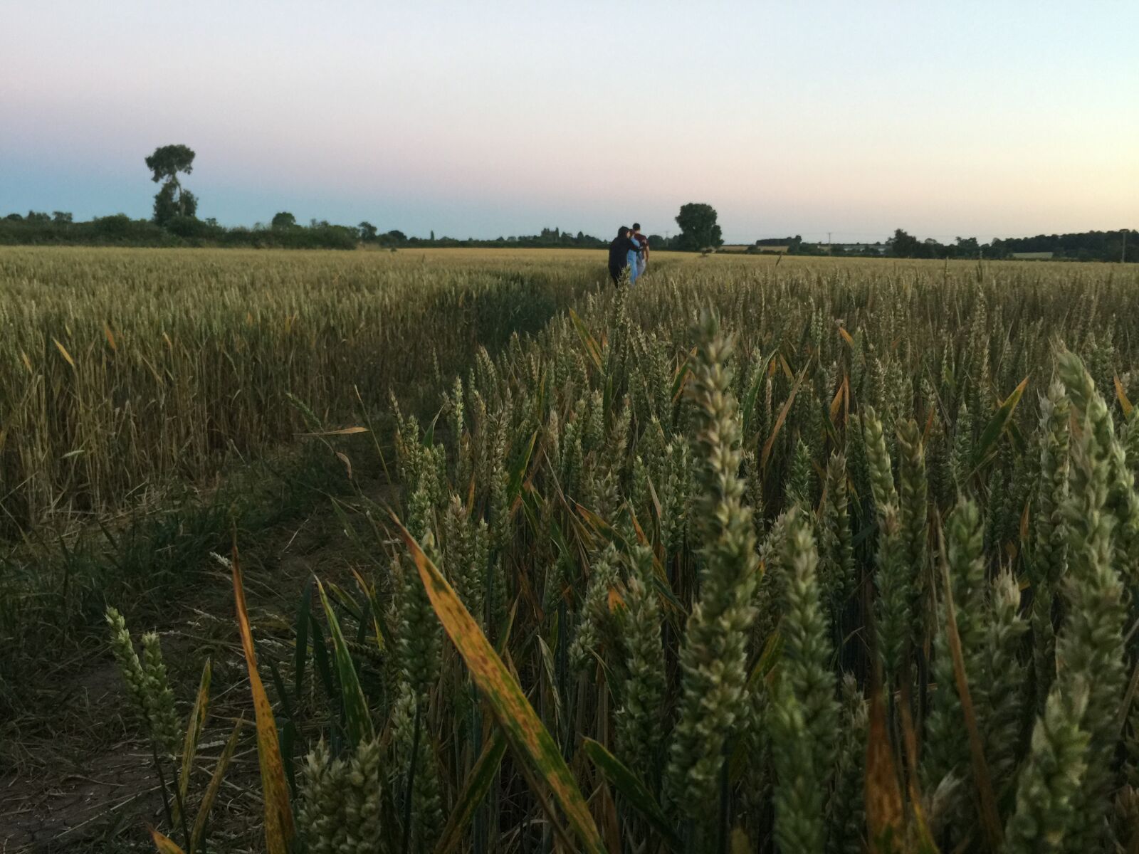 iPhone 6 Plus back camera 4.15mm f/2.2 sample photo. Field, straw, dusk, sunset photography