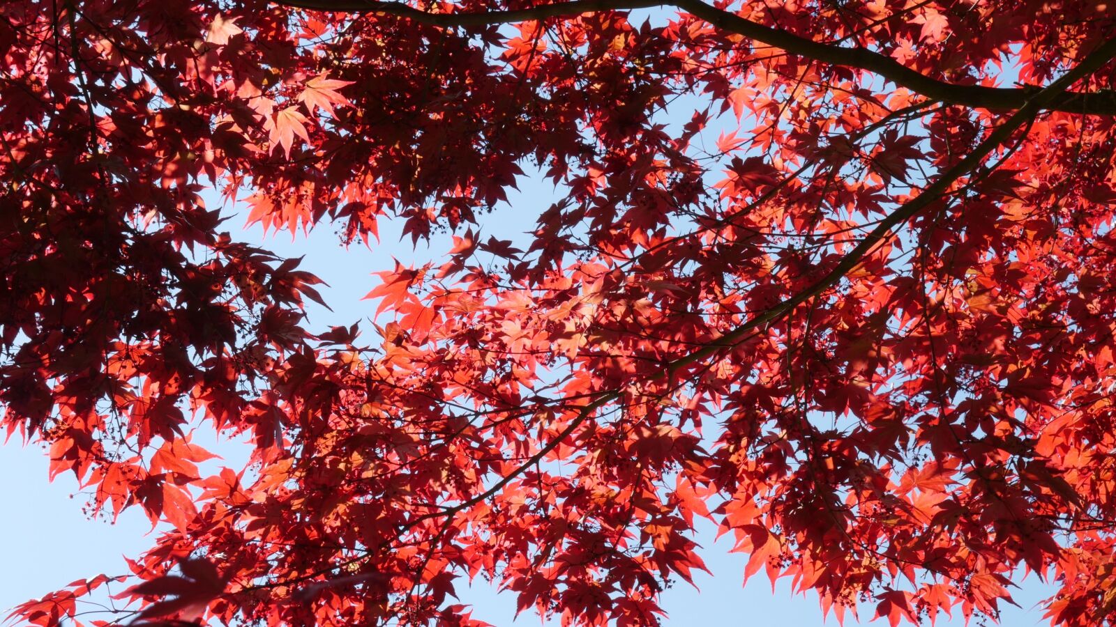 Panasonic Lumix DMC-GH4 sample photo. Red maple, leaves, maple photography
