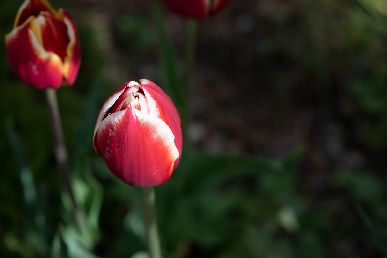 Nikon D750 sample photo. Tulips, flower, blossom photography