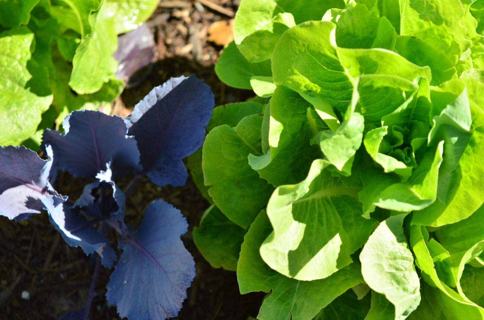 Nikon D5100 sample photo. Cabbage, garden, plant, green photography