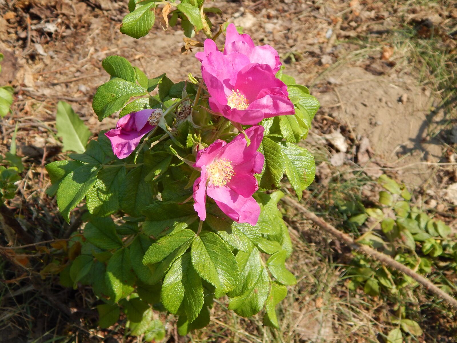 Nikon Coolpix L820 sample photo. Petunias, flowers, plants photography