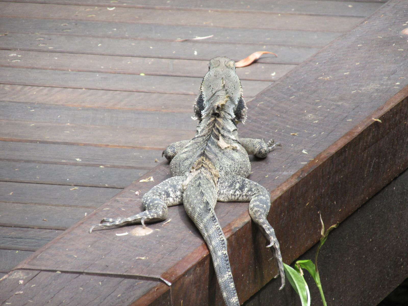 Canon PowerShot SX160 IS sample photo. Lizard, relax, forest photography