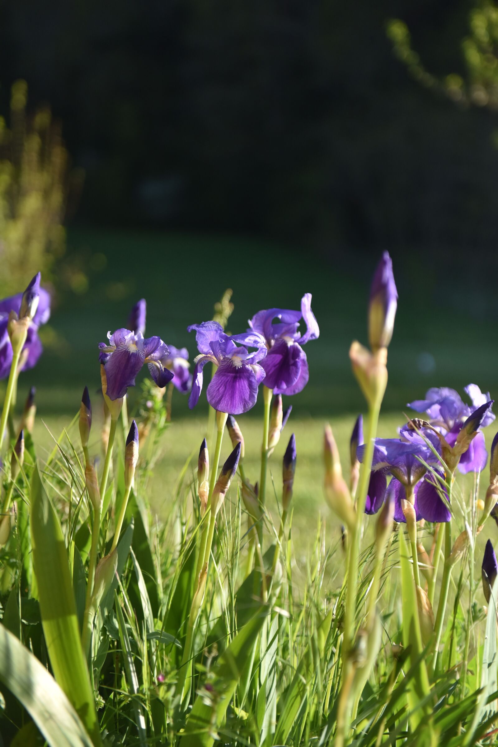 Nikon D810 sample photo. Flower, violet colour, spring photography