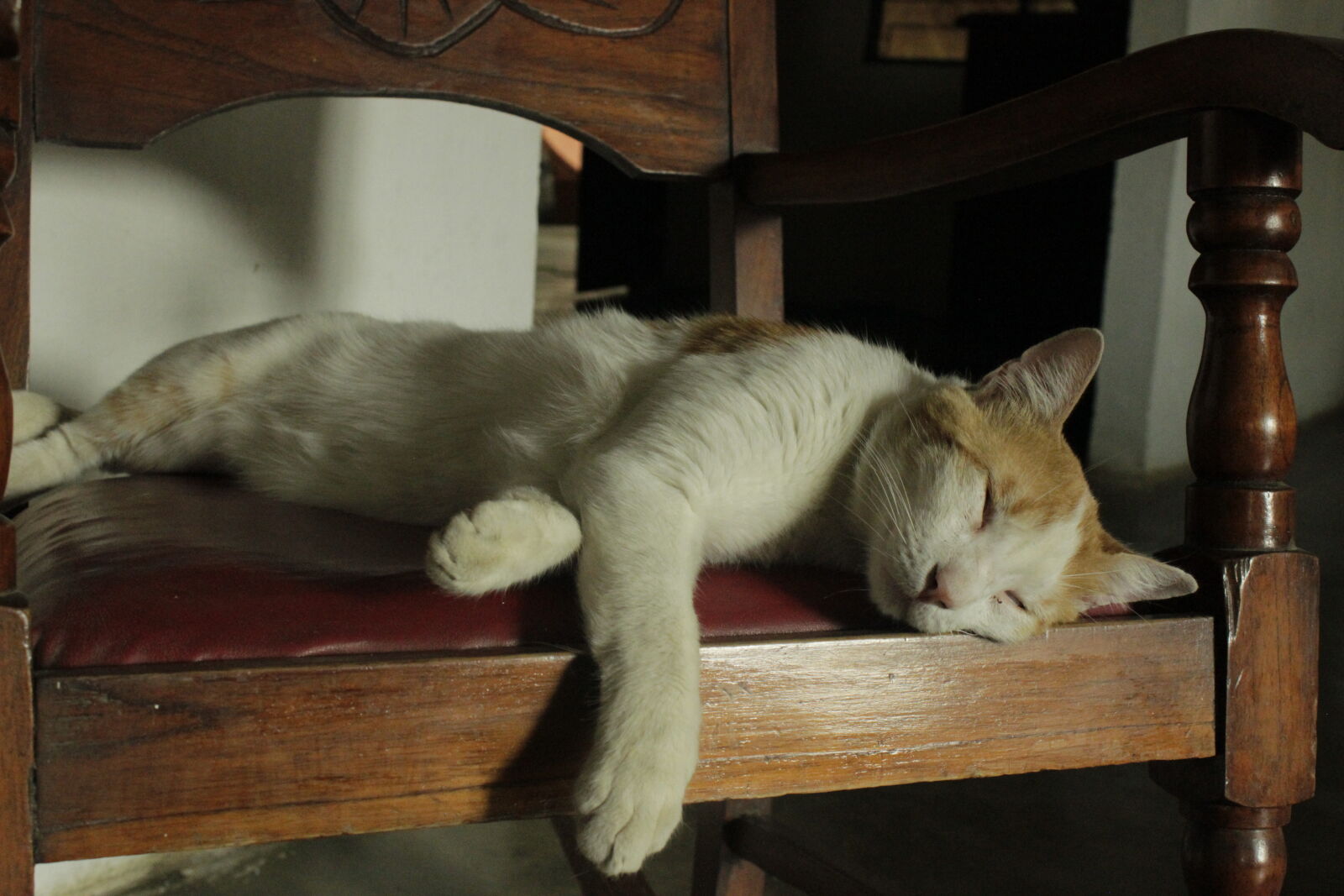 Canon EOS 600D (Rebel EOS T3i / EOS Kiss X5) sample photo. Brown, cat, golden, yellow photography