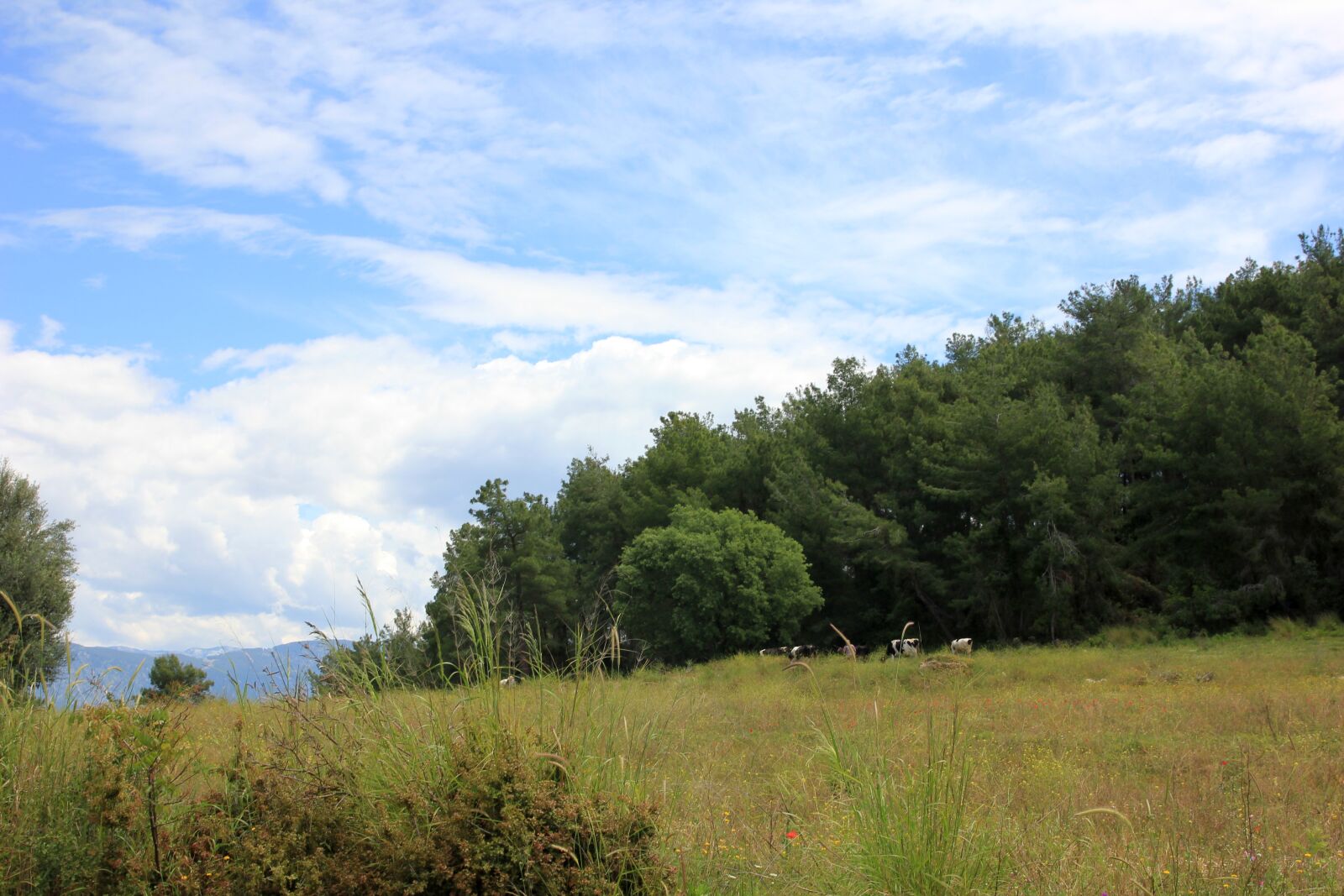 Canon EOS 550D (EOS Rebel T2i / EOS Kiss X4) sample photo. Forest, woods, village photography